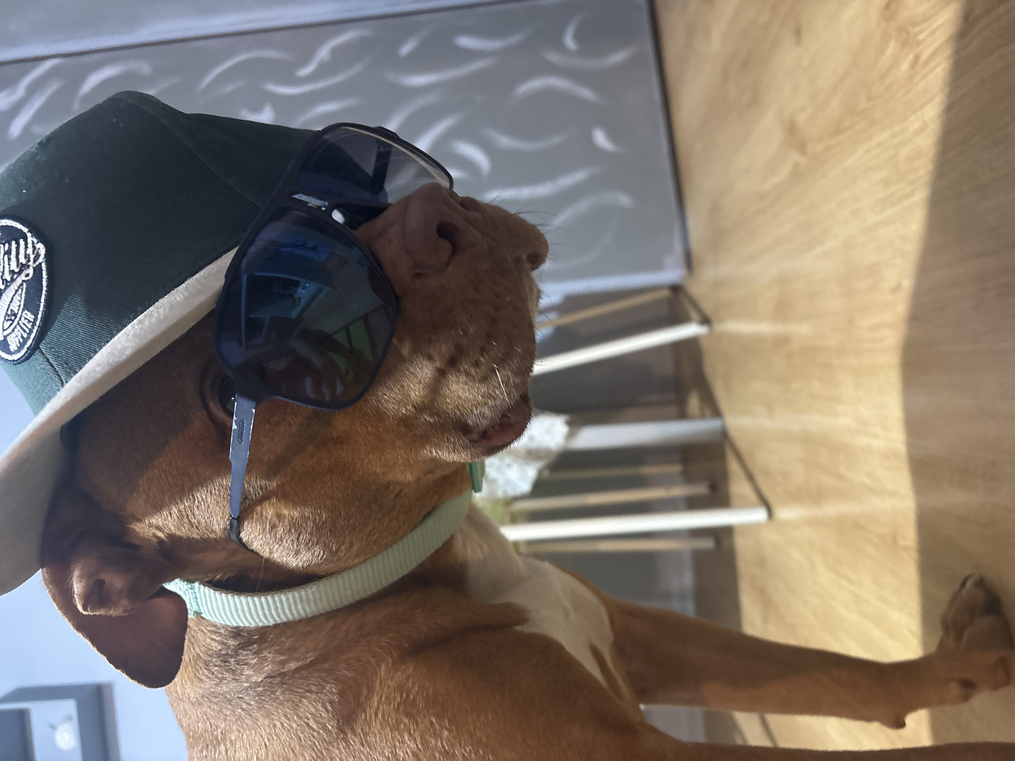 Dog in sunglasses and cap photographed indoors in Sofia