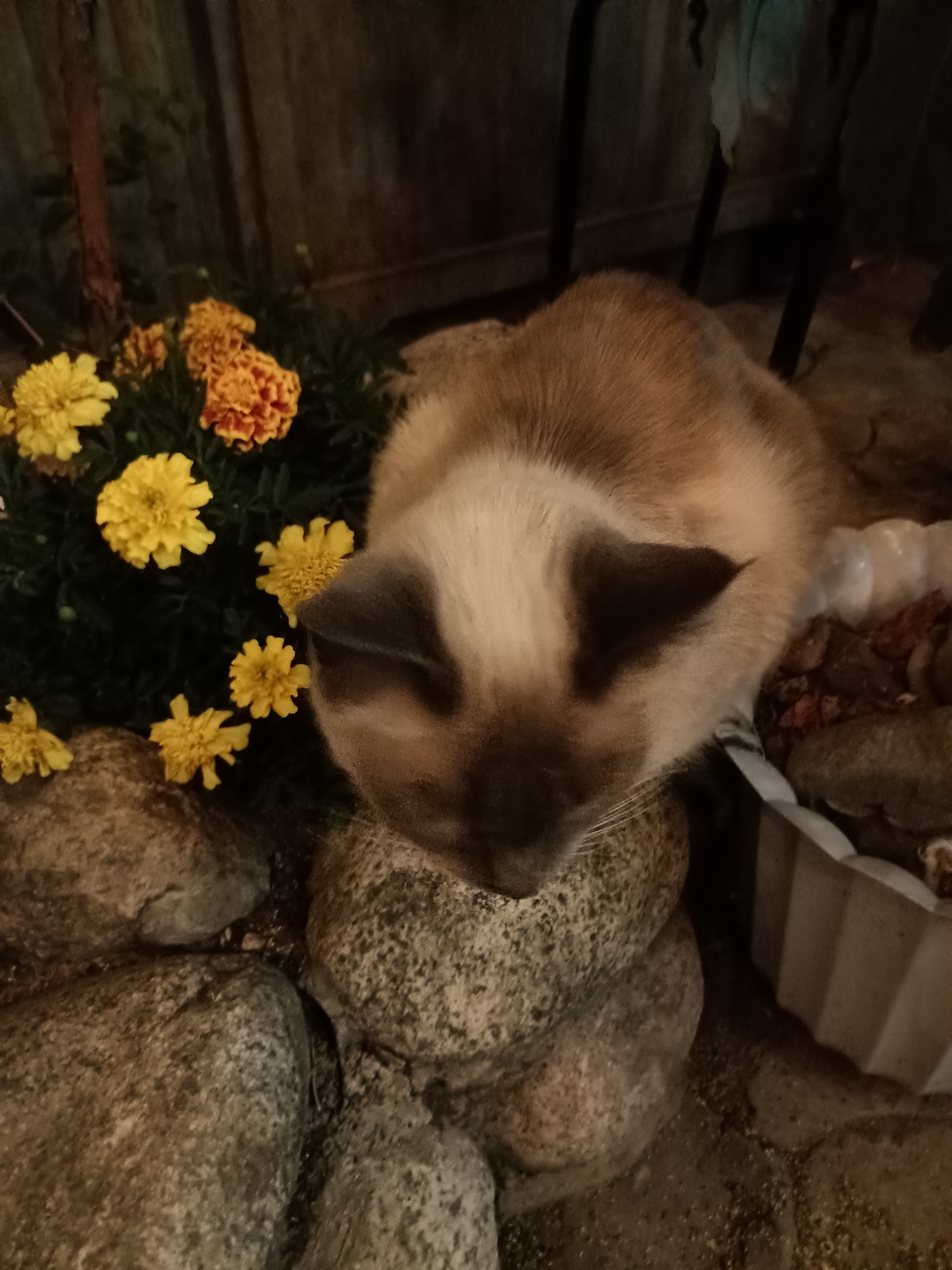 Cats observed lounging in outdoor spaces across Almaty