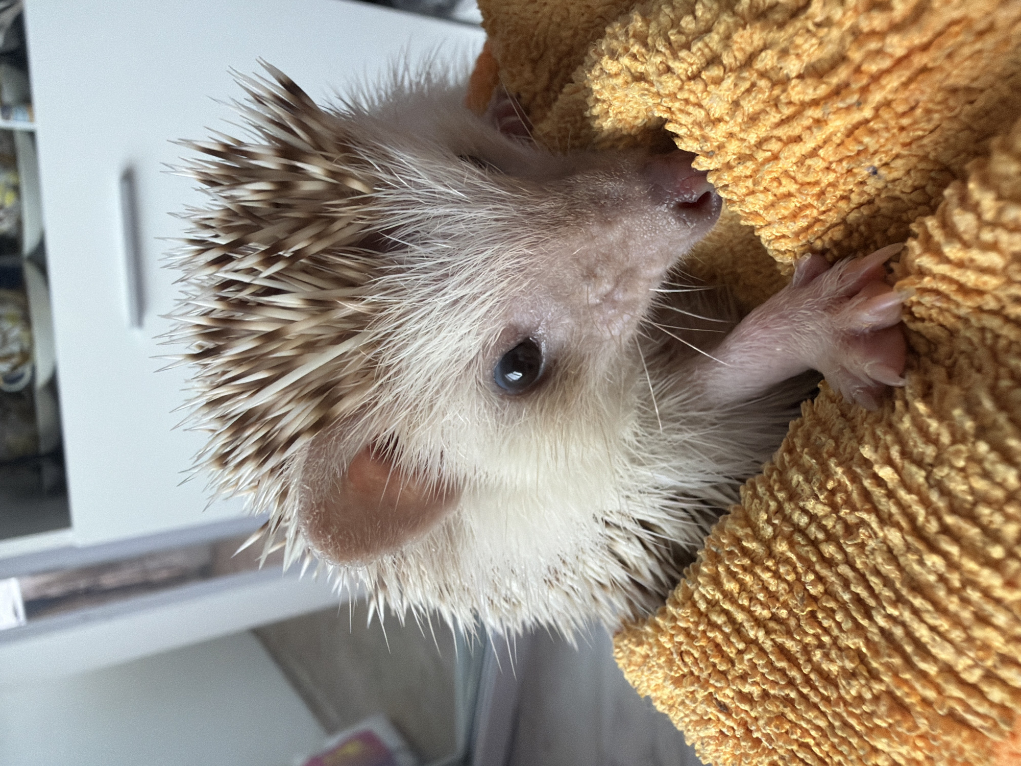 Morning photography session captures pet hedgehog, mythology collectibles in Sofia