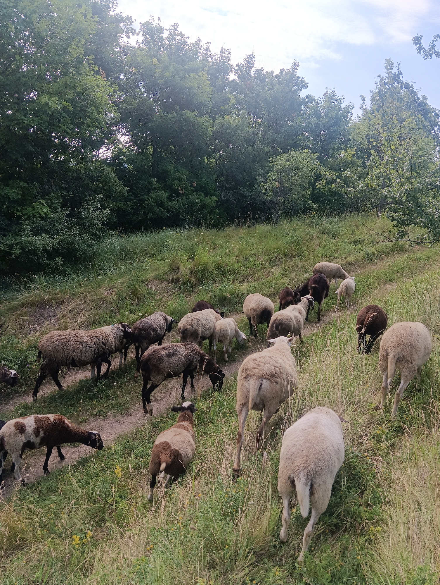 Mixed flock grazing and moving through rural hillside pastures