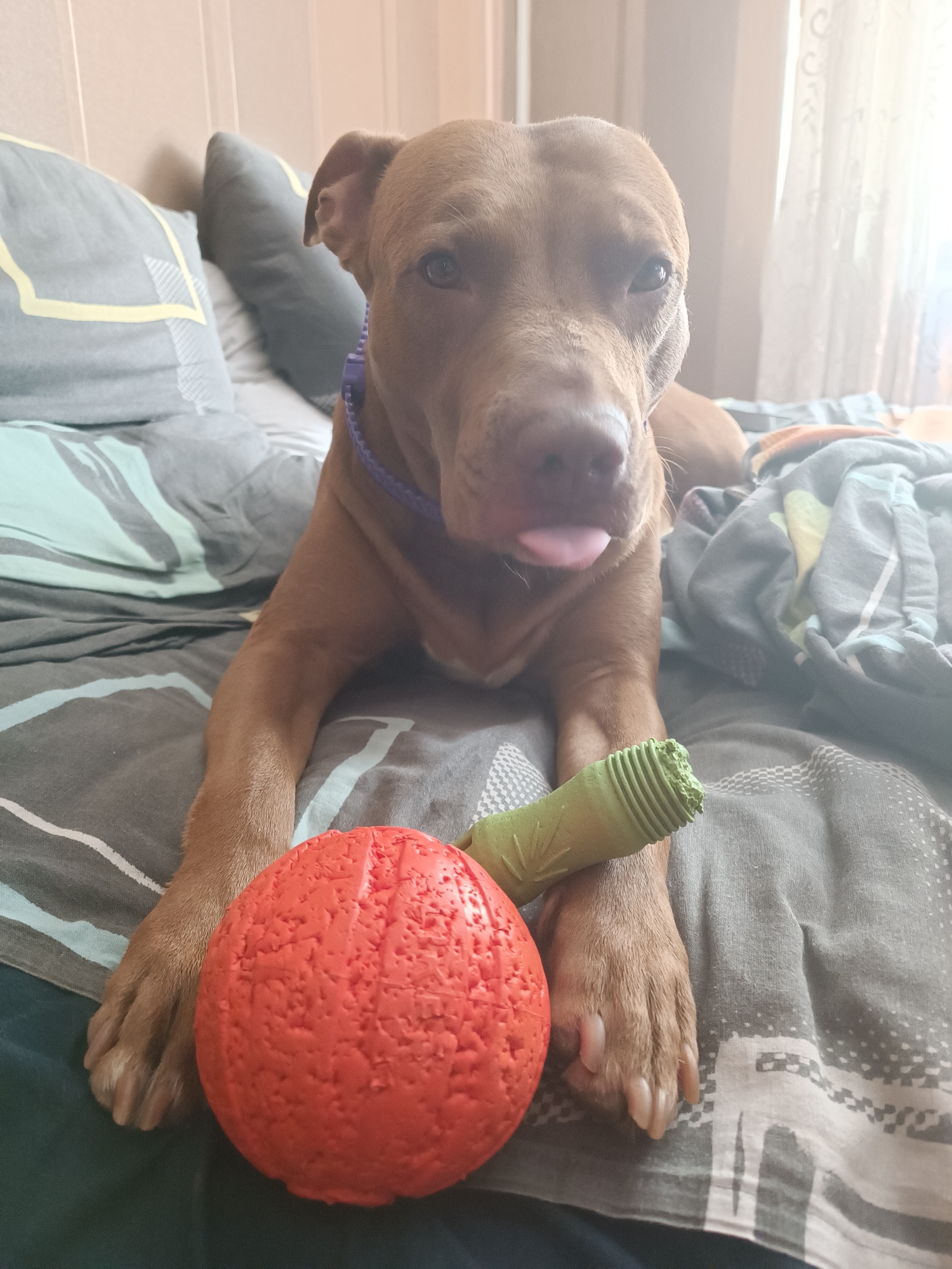 Dog chilling at home in Zaporizhzhia, toys and blankets included
