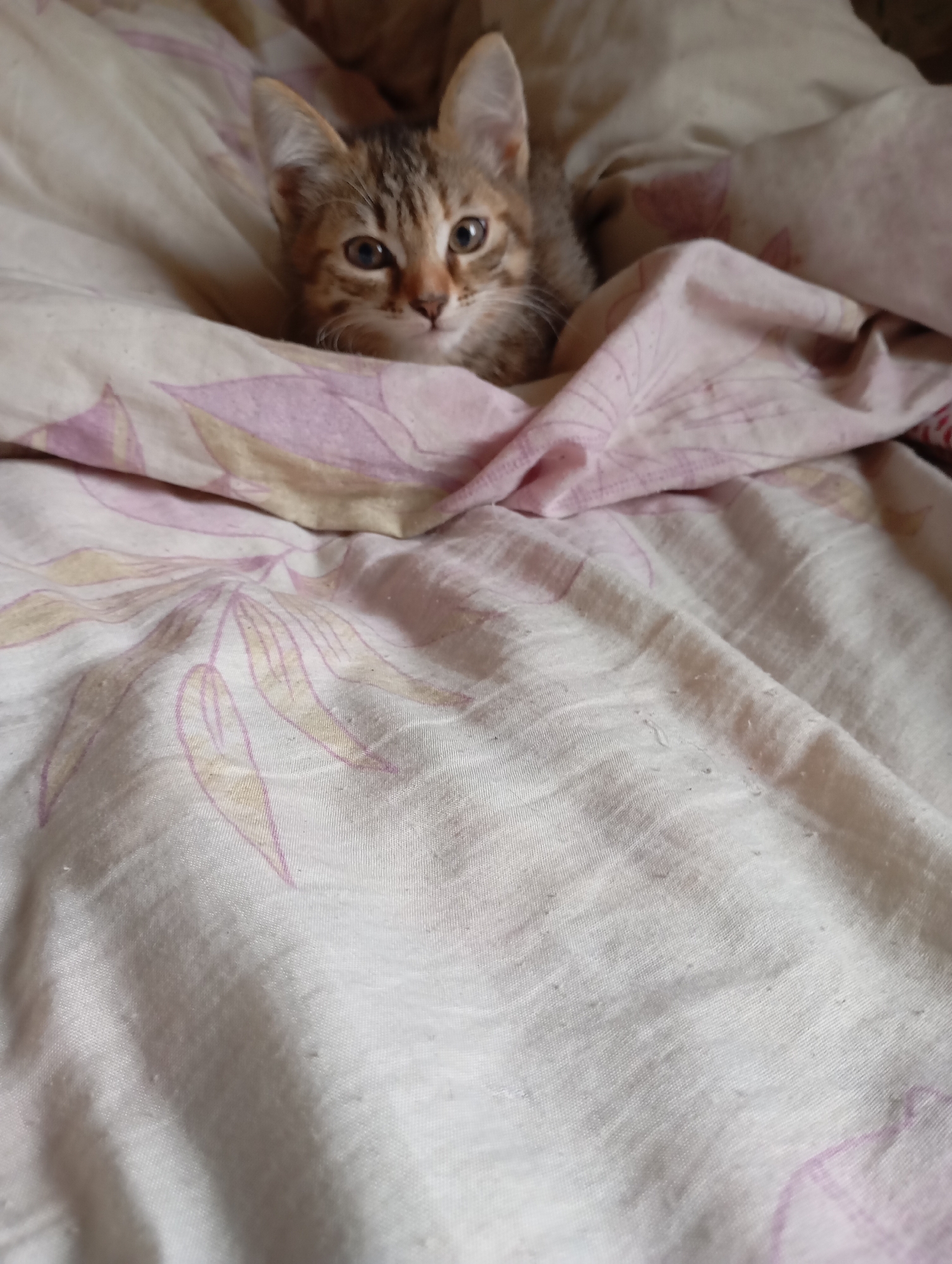 Kittens Rest Together on Bedding in Фоки, Russia