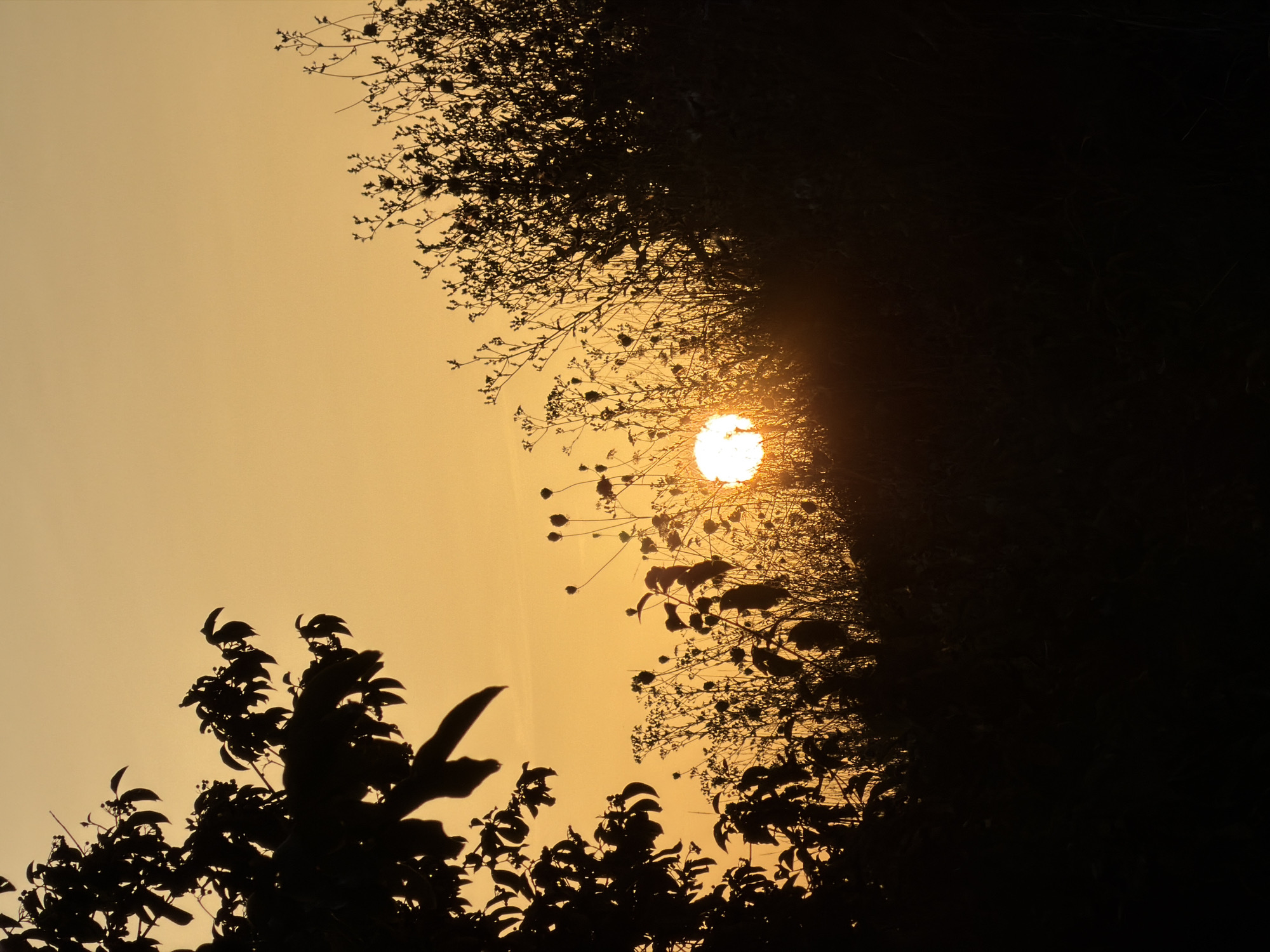 Sunset silhouette through vegetation in Leudelange, Luxembourg