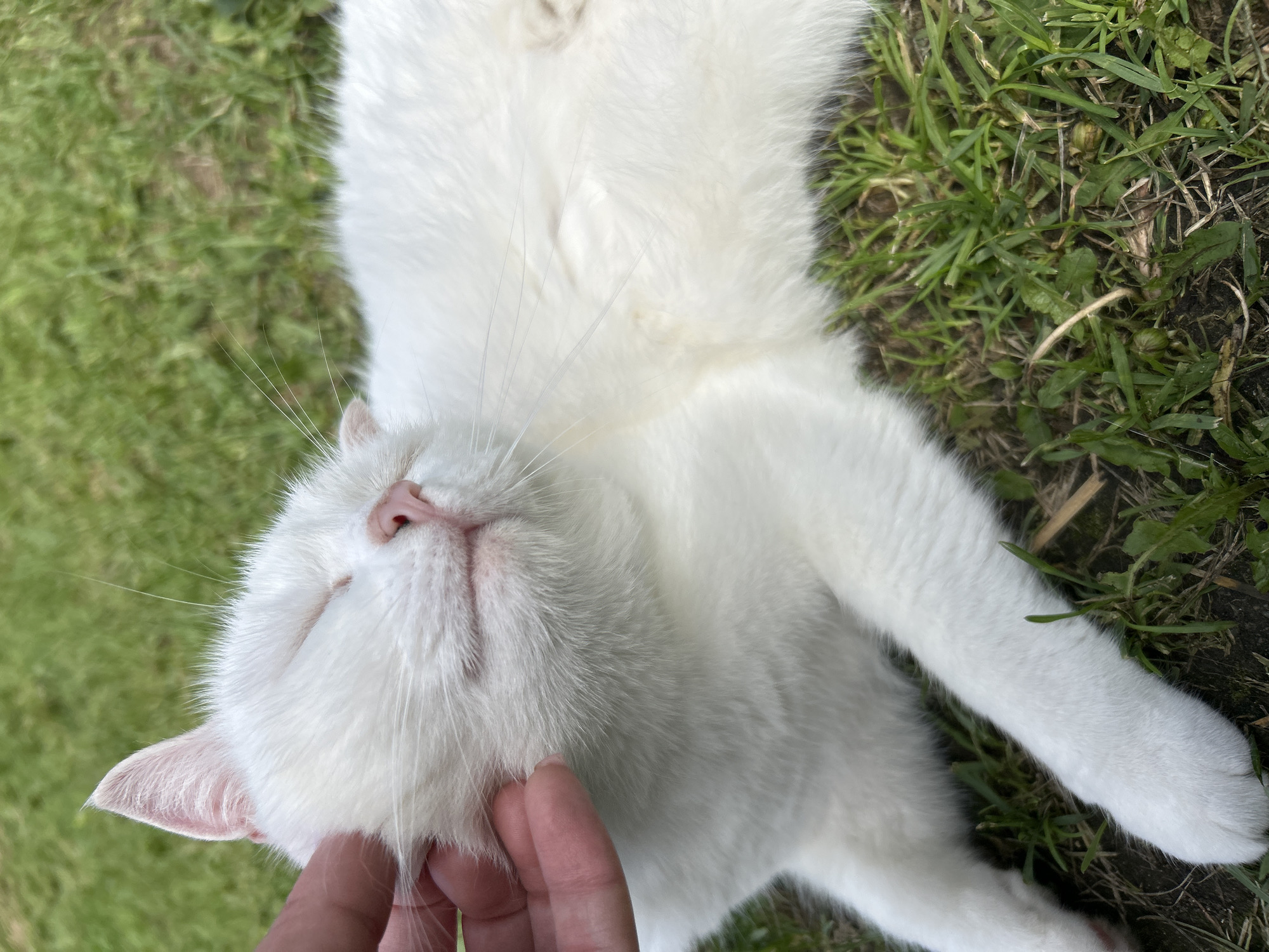 Lazy summer afternoon in Chaikovsky with a cat and a toddler