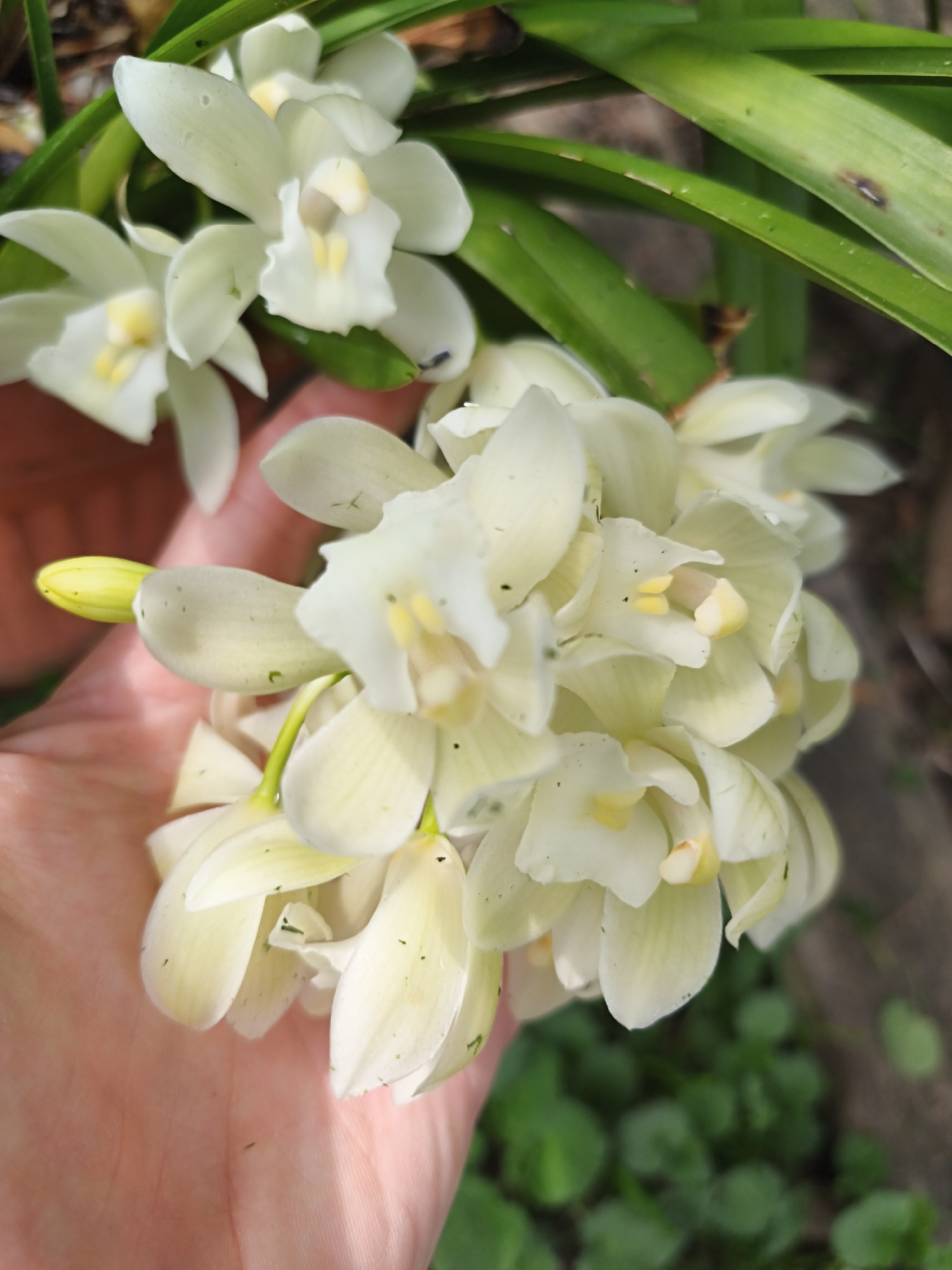 Morning garden tending session captures citrus trees and flowering plants
