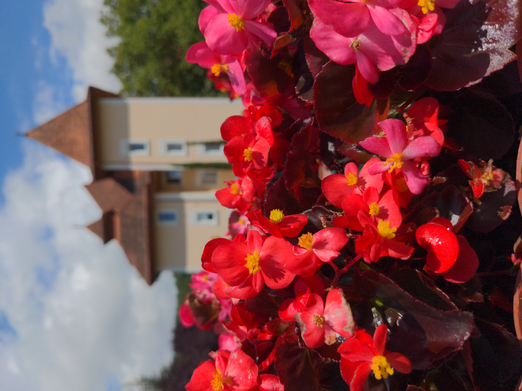 Pool day at a Holubyne resort, flowers and all