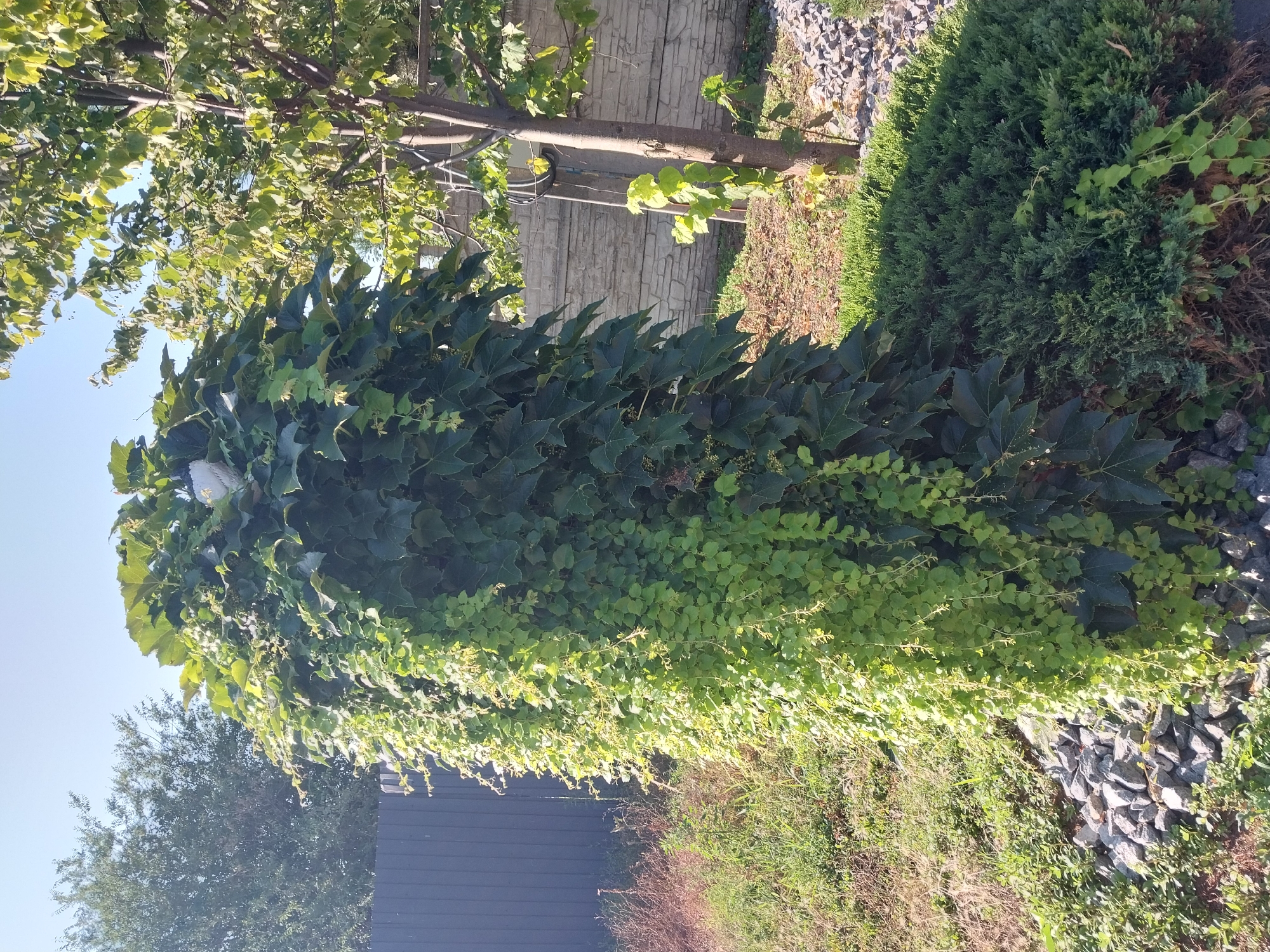 Doslidne village in summer: gardens, greenery, and a golden-domed church