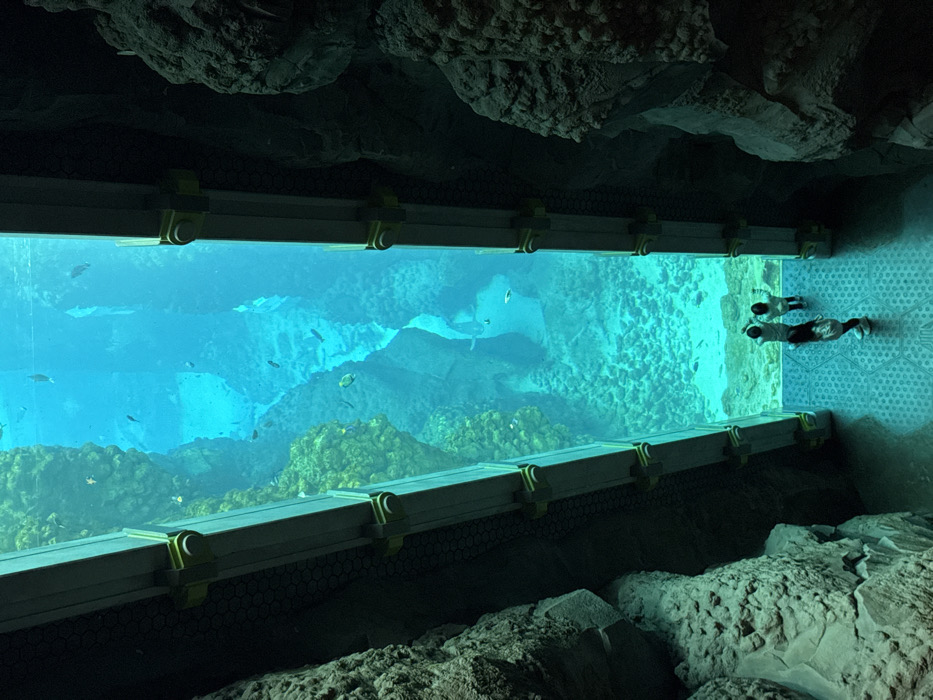 Abu Dhabi aquarium attractions draw morning visitors across multiple venues
