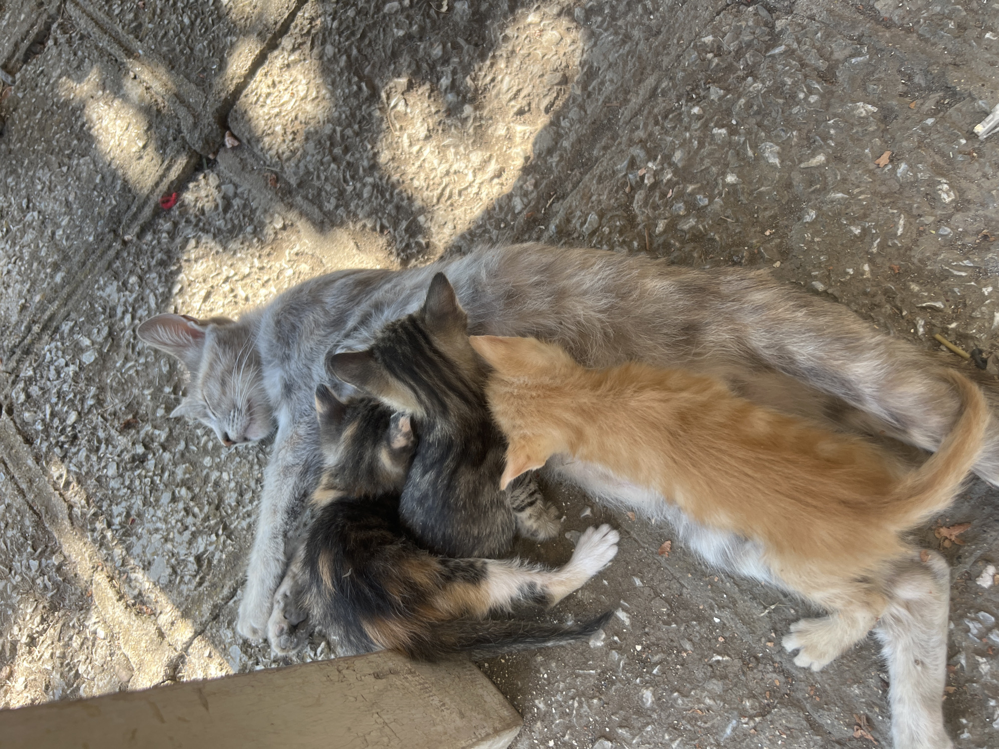 Mother cat nurses a colorful litter on a Kamenets street