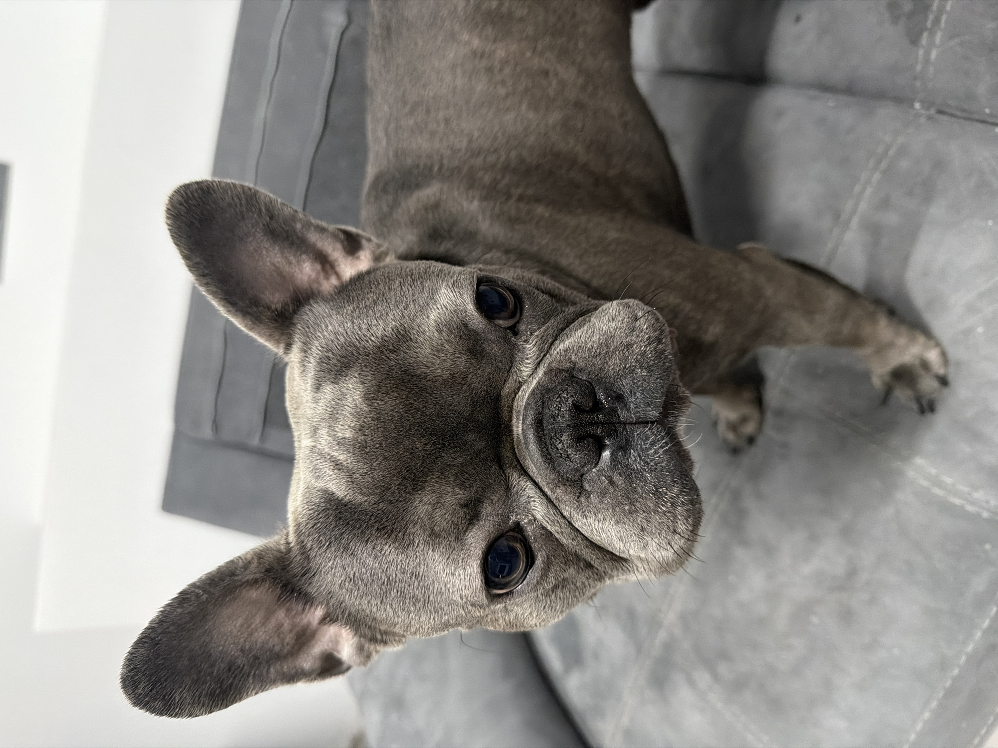 French Bulldog at home in Ruse, with quirky craft projects nearby