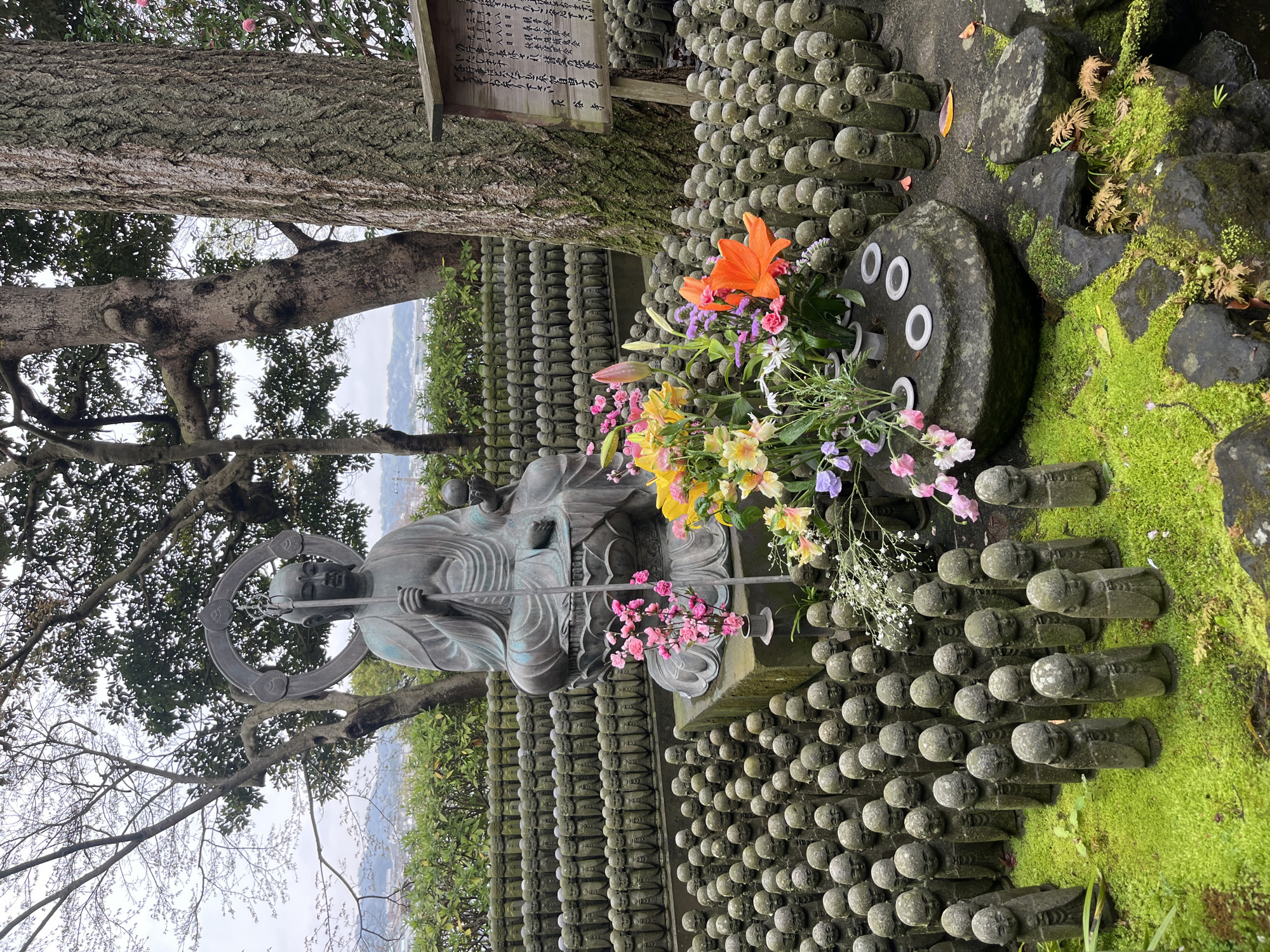 Cherry blossoms and Buddhist statues observed across Kamakura
