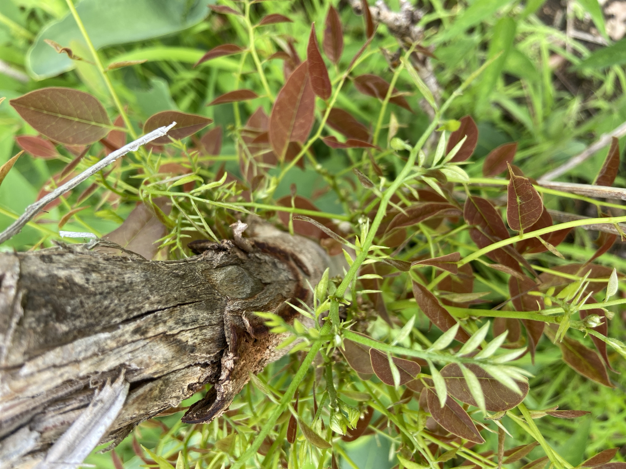 Nature documentation session captures flora and fauna in Mararaba