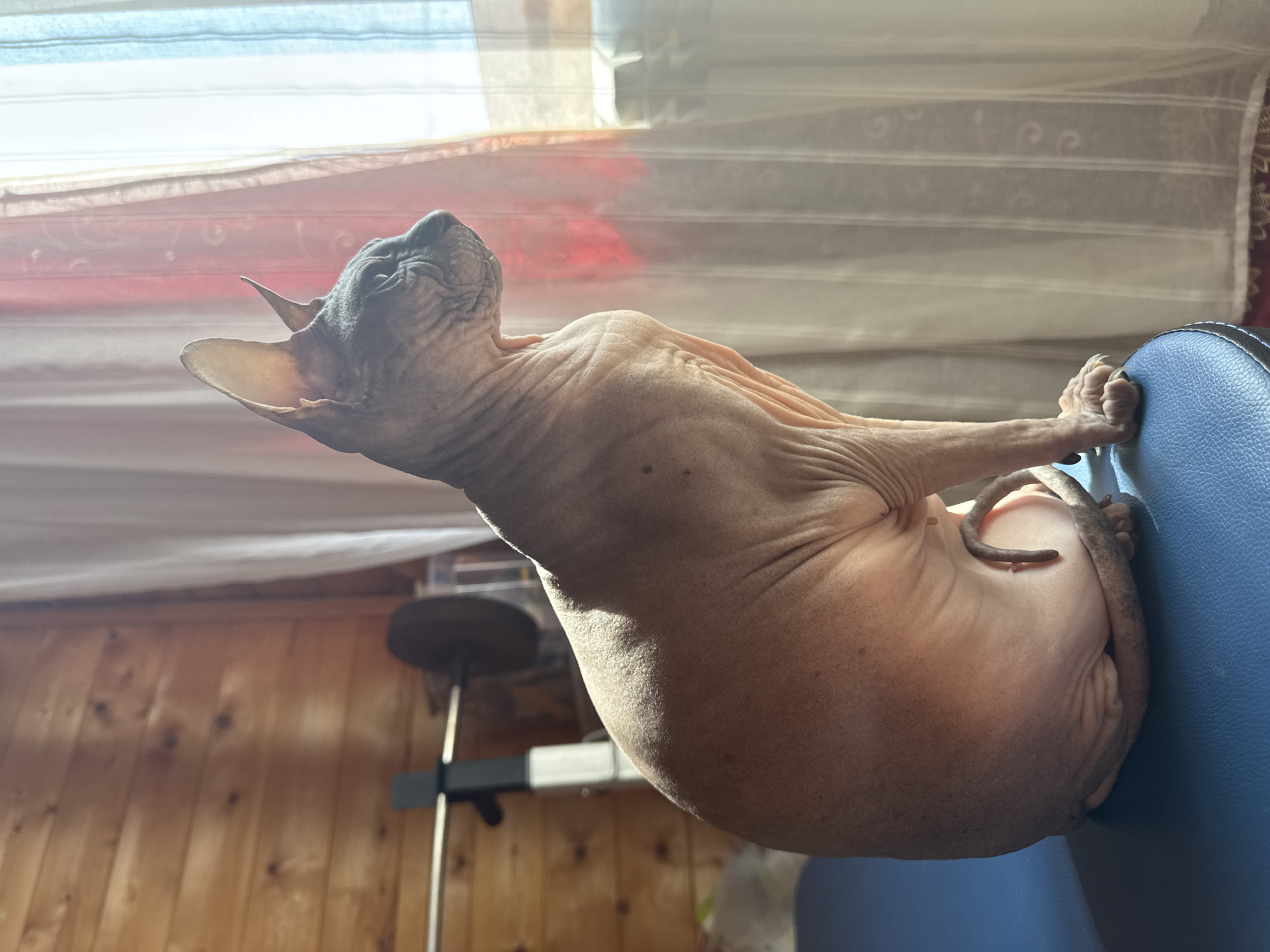 Sphynx cat lounging by a window in Nikolaevka