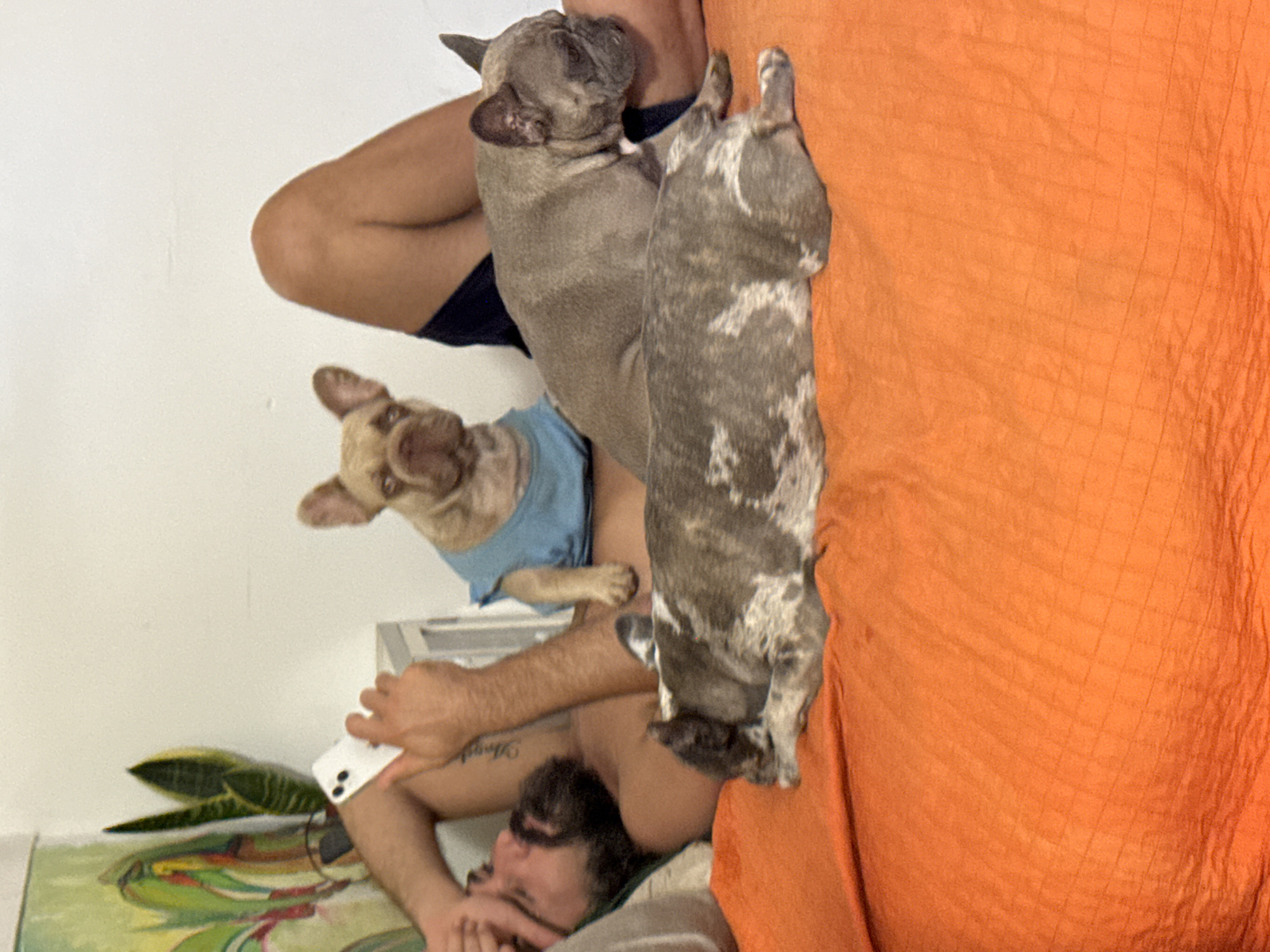 Three French Bulldogs doing absolutely nothing productively in Italy