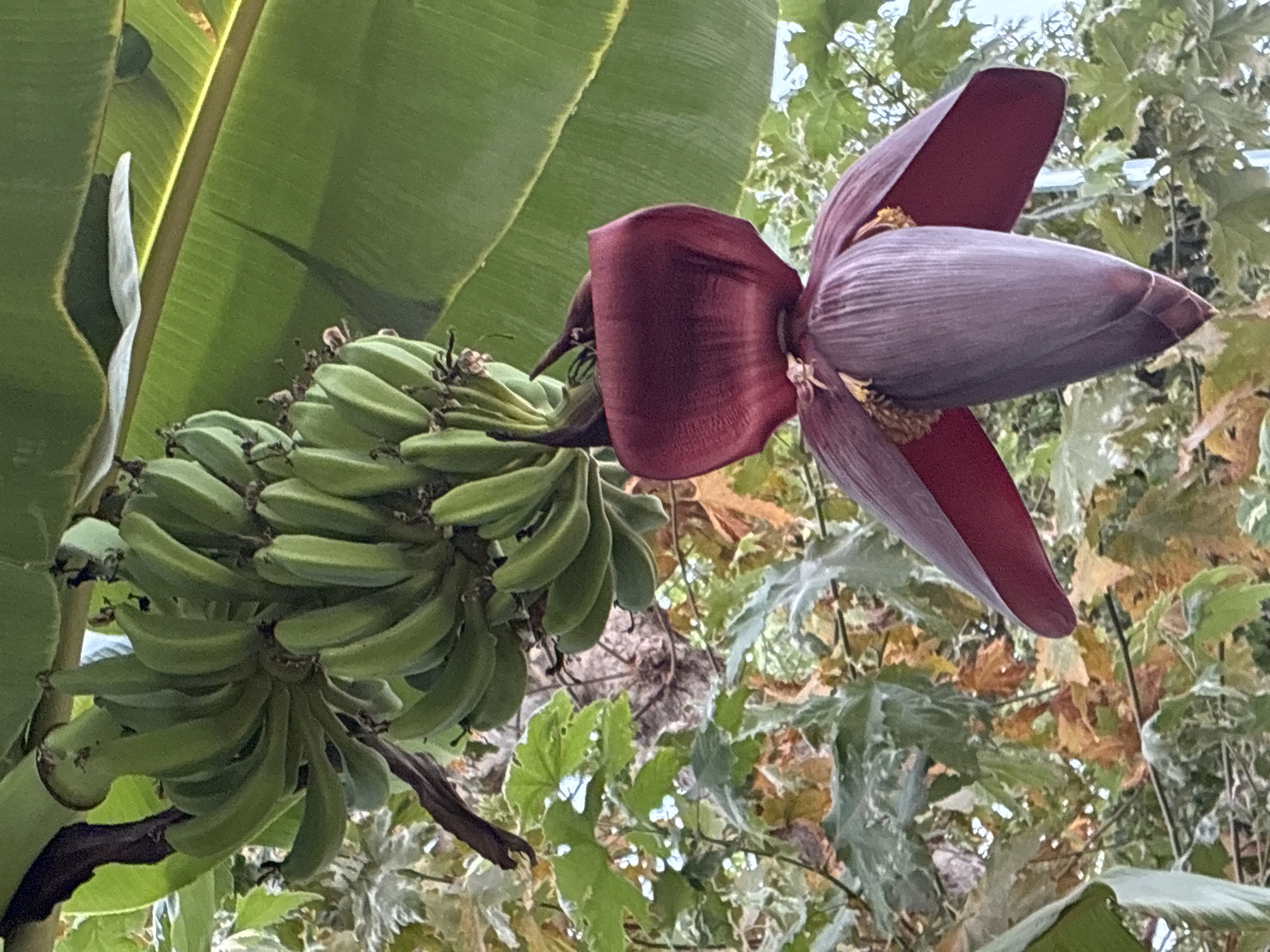 Banana blossoms, garden plants, and a sunset coastal road in Alanya