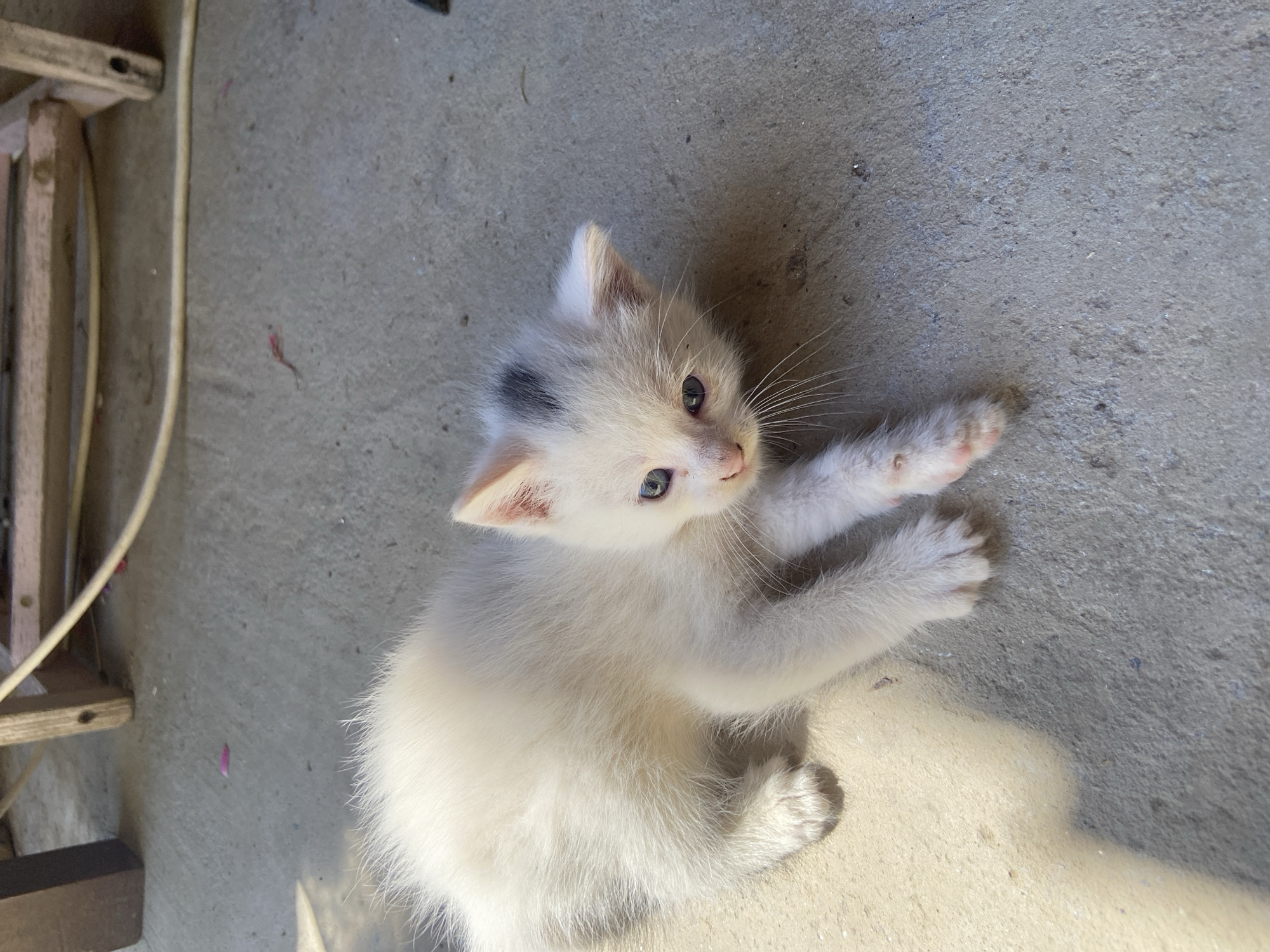 Kitten family spotted playing on concrete in Mindia, Bulgaria