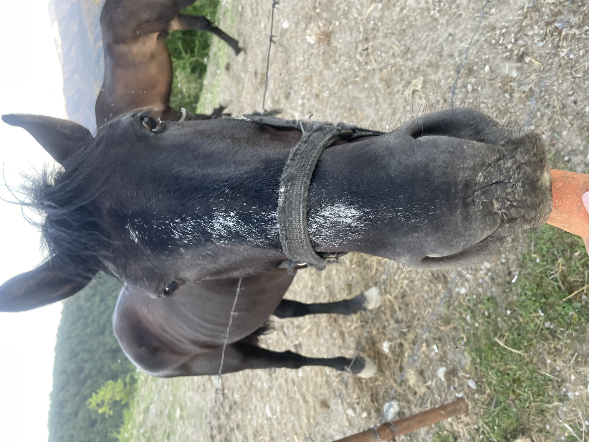 Horses near Sochi and a golden-hour evening in Baranovka