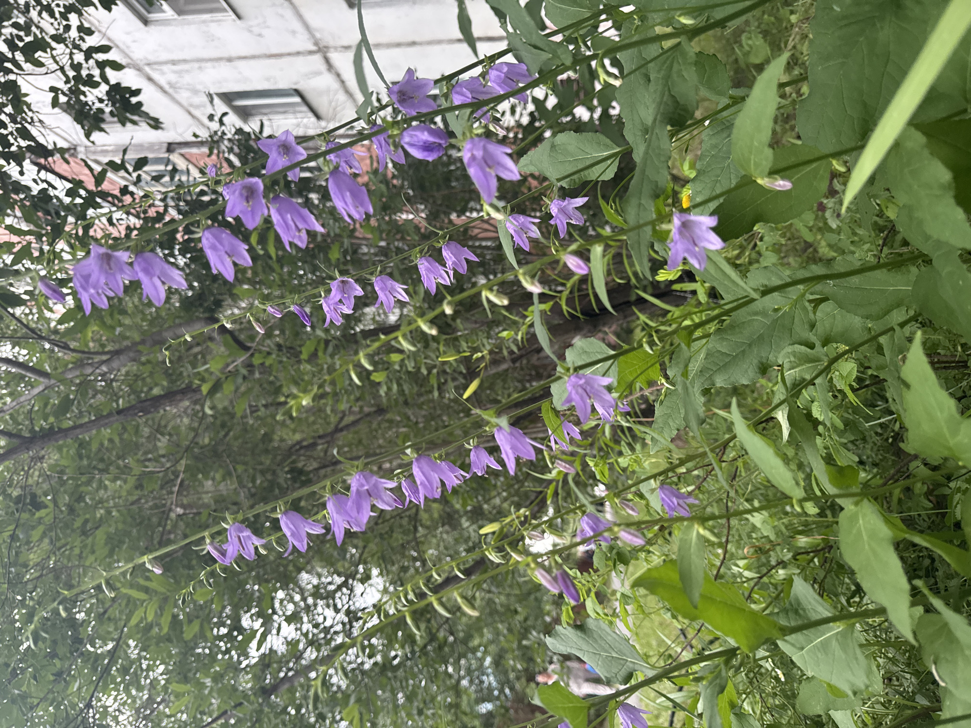 Close-up garden shots of flowers and foliage in Surgut
