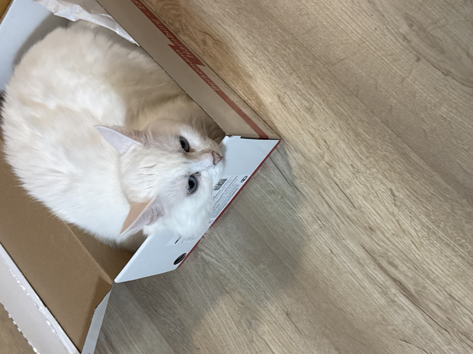 White cat discovered in cardboard box in Yekaterinburg