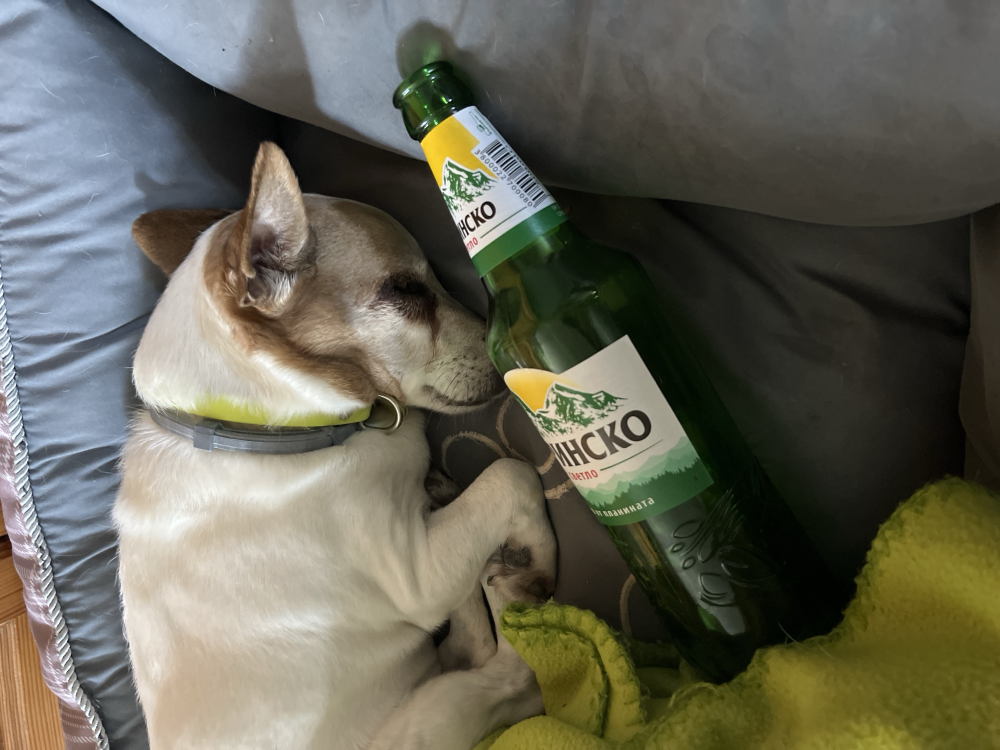 Dog sleeps beside beer bottle in Bulgarian home
