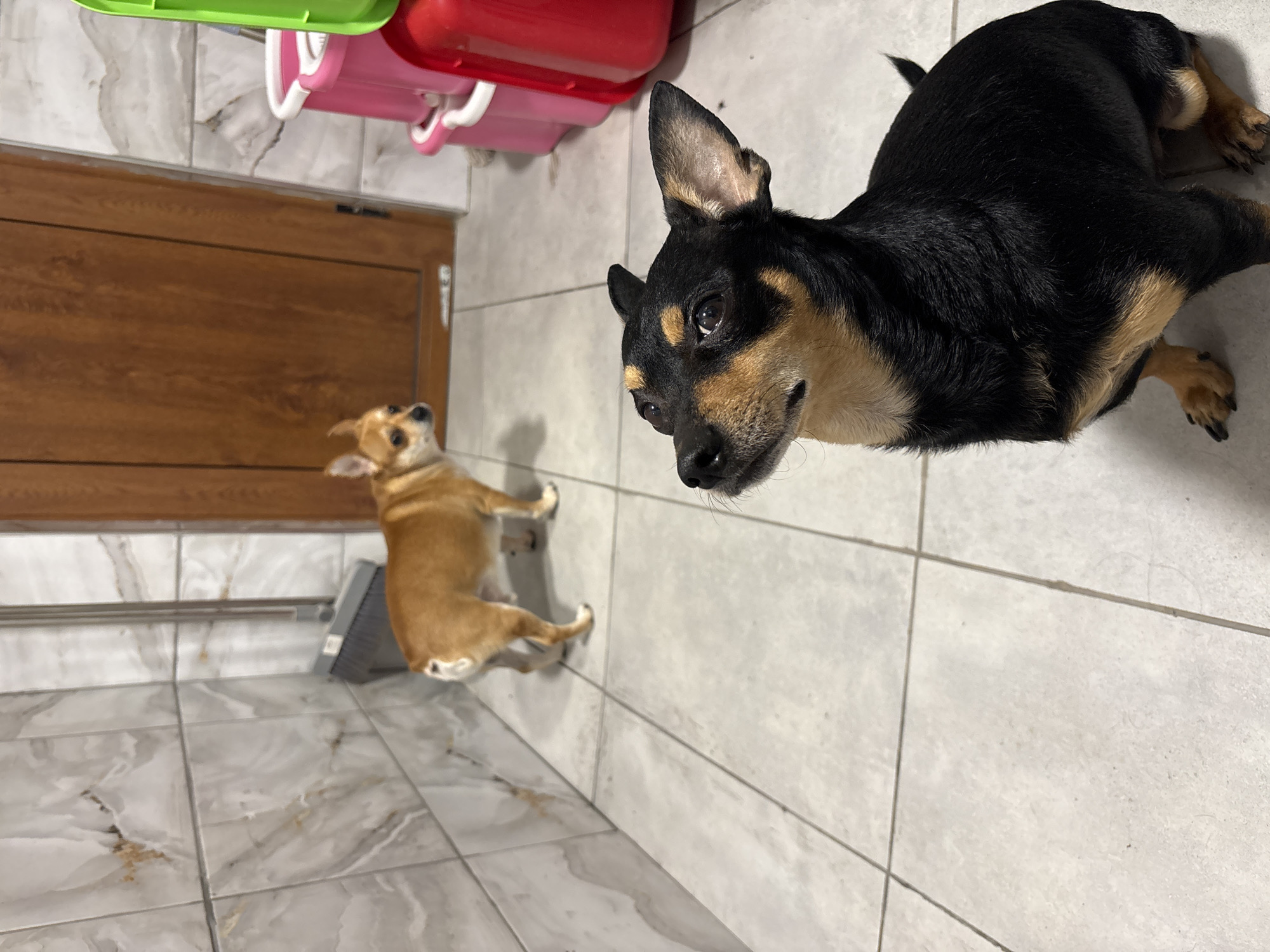 Dogs spotted around Kuklen, Bulgaria during afternoon hours