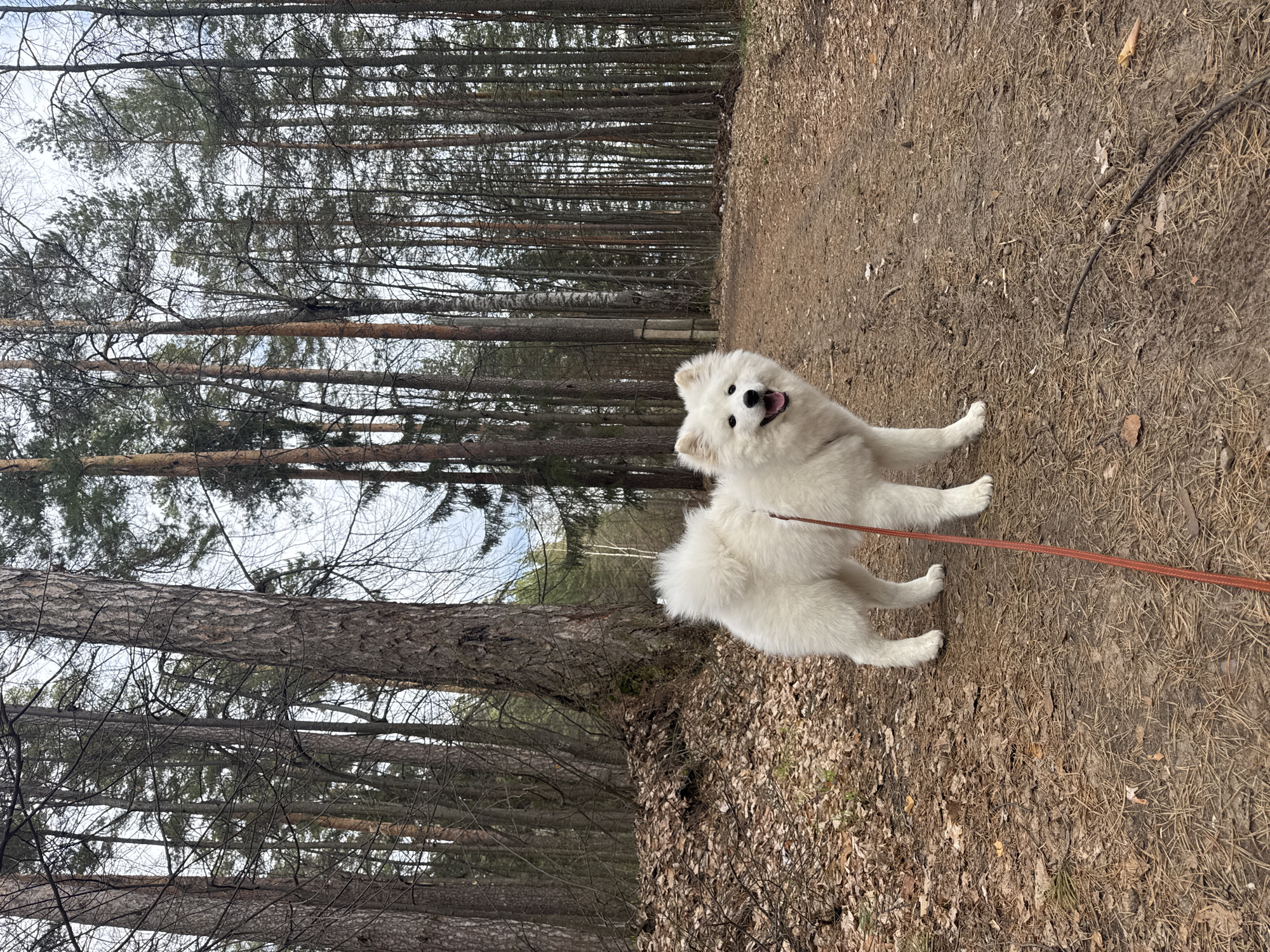 Woman walks Samoyed dog on forest path in Noviy
