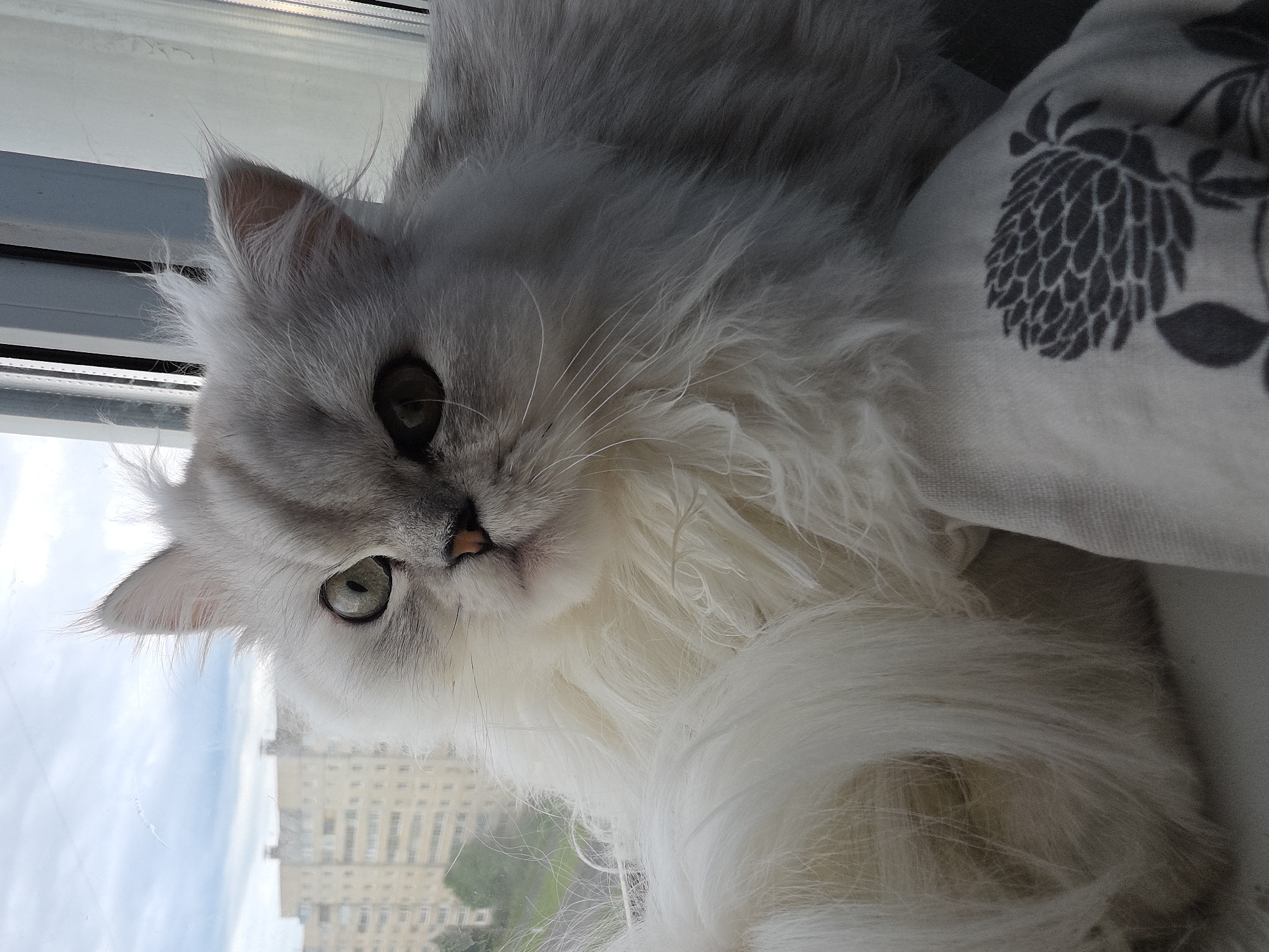 Persian cat and dog at home in Novocheboksarsk, cloudy morning