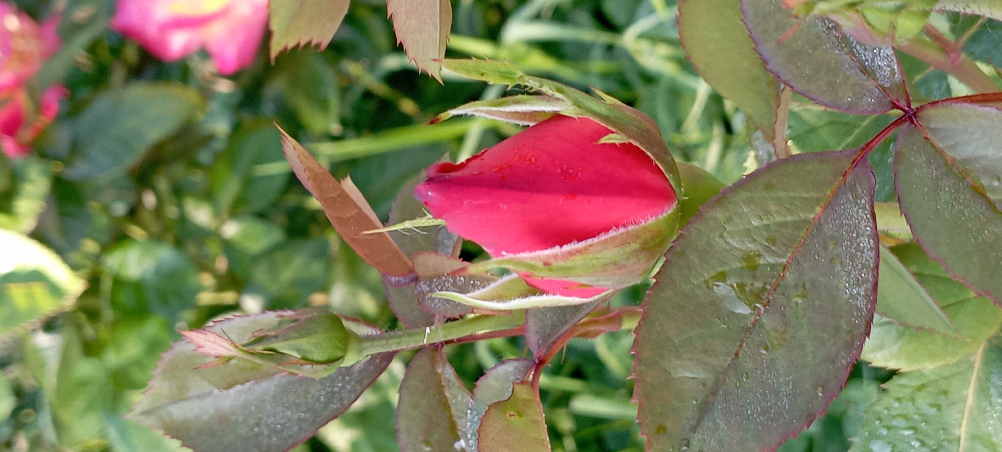 Roses, bees, and butterflies in a Radisne garden, June morning