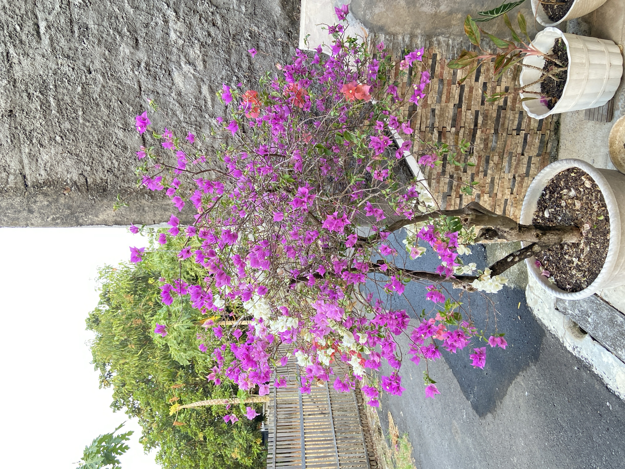 A well-tended home garden in Margorejo, full of life
