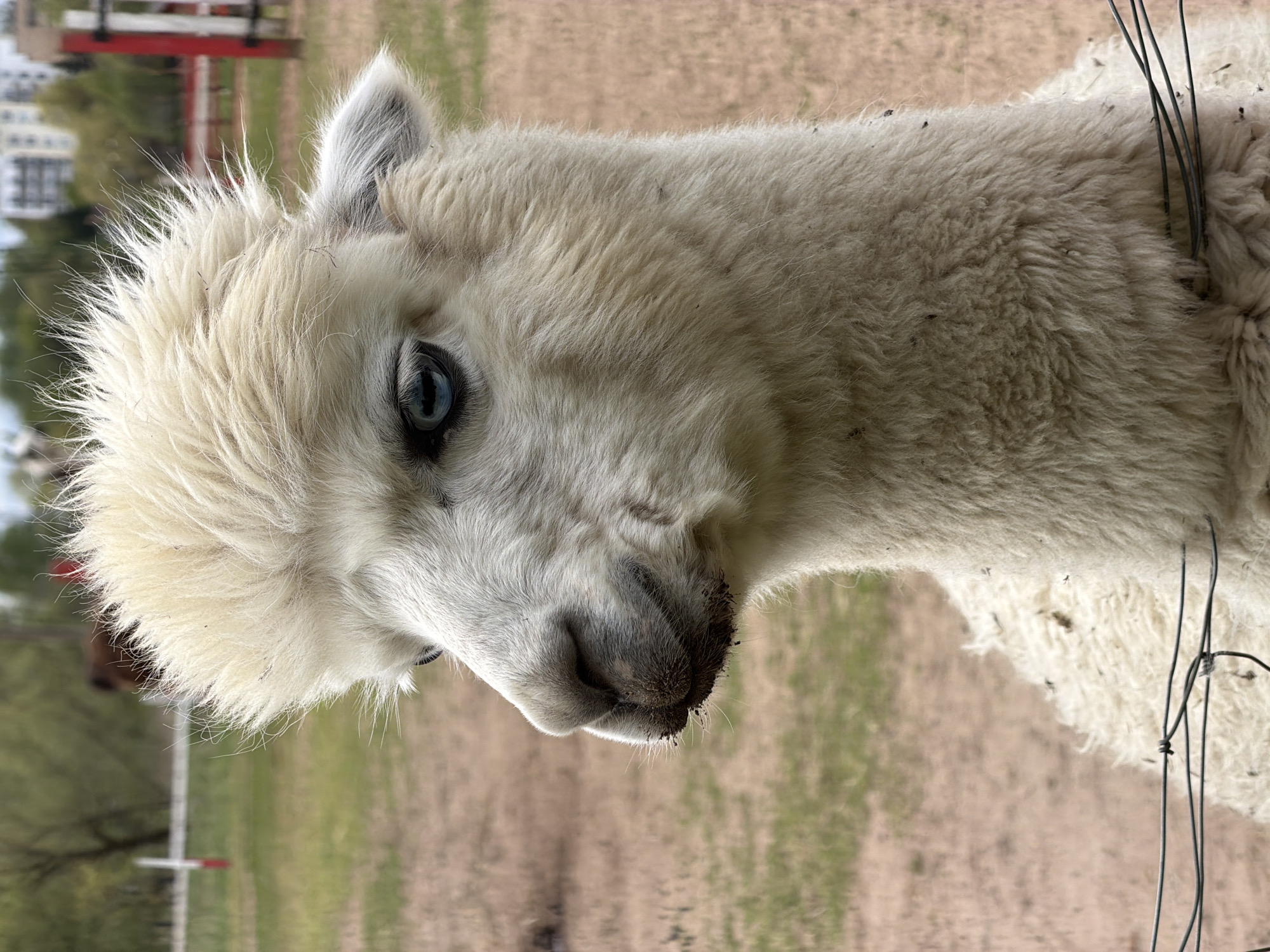 Children visit farm animals at Ķekava, Latvia petting zoo