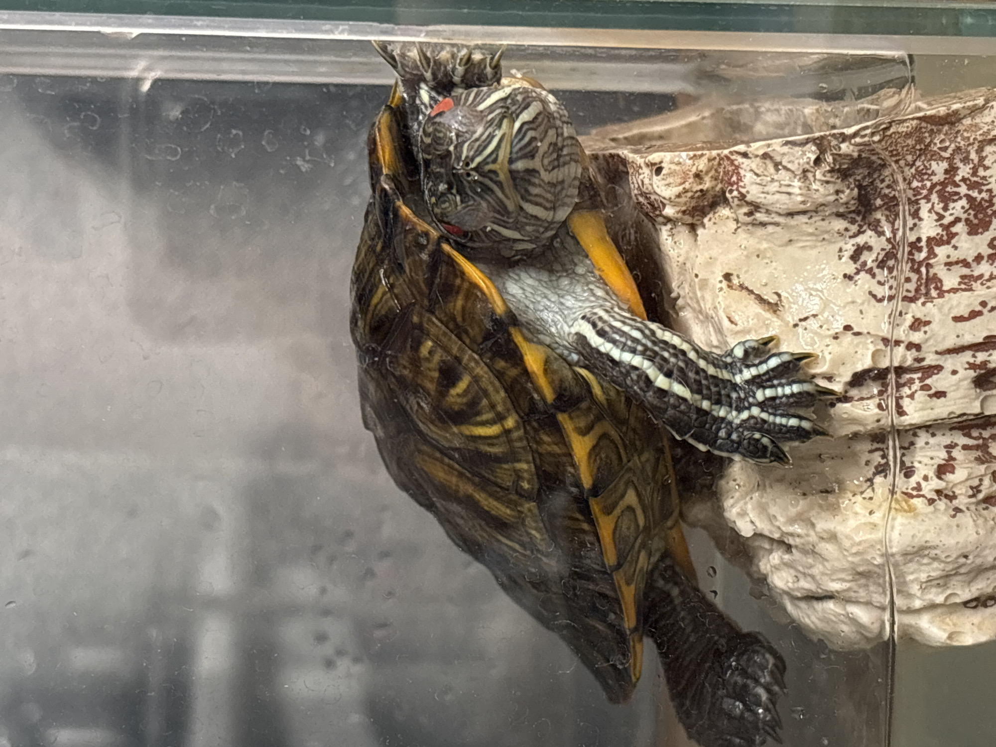 Red-eared slider turtle in a home aquarium, Misaylovo