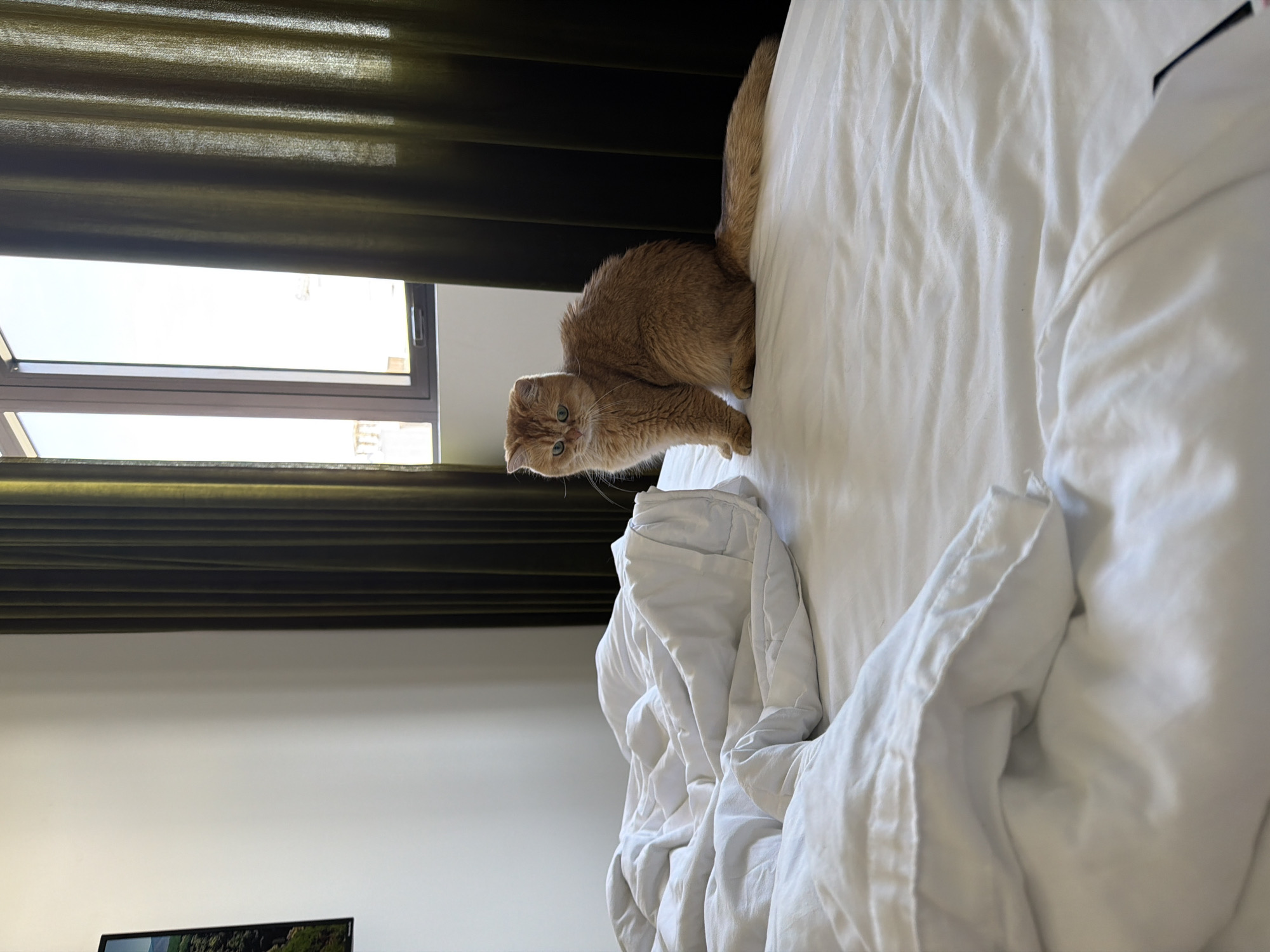 Orange cat spends morning hours on hotel bed in Đà Nẵng
