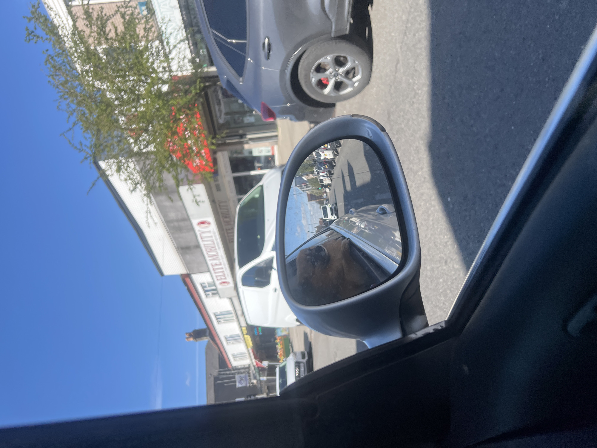 Driver travels with Pomeranian passenger in Kingswood