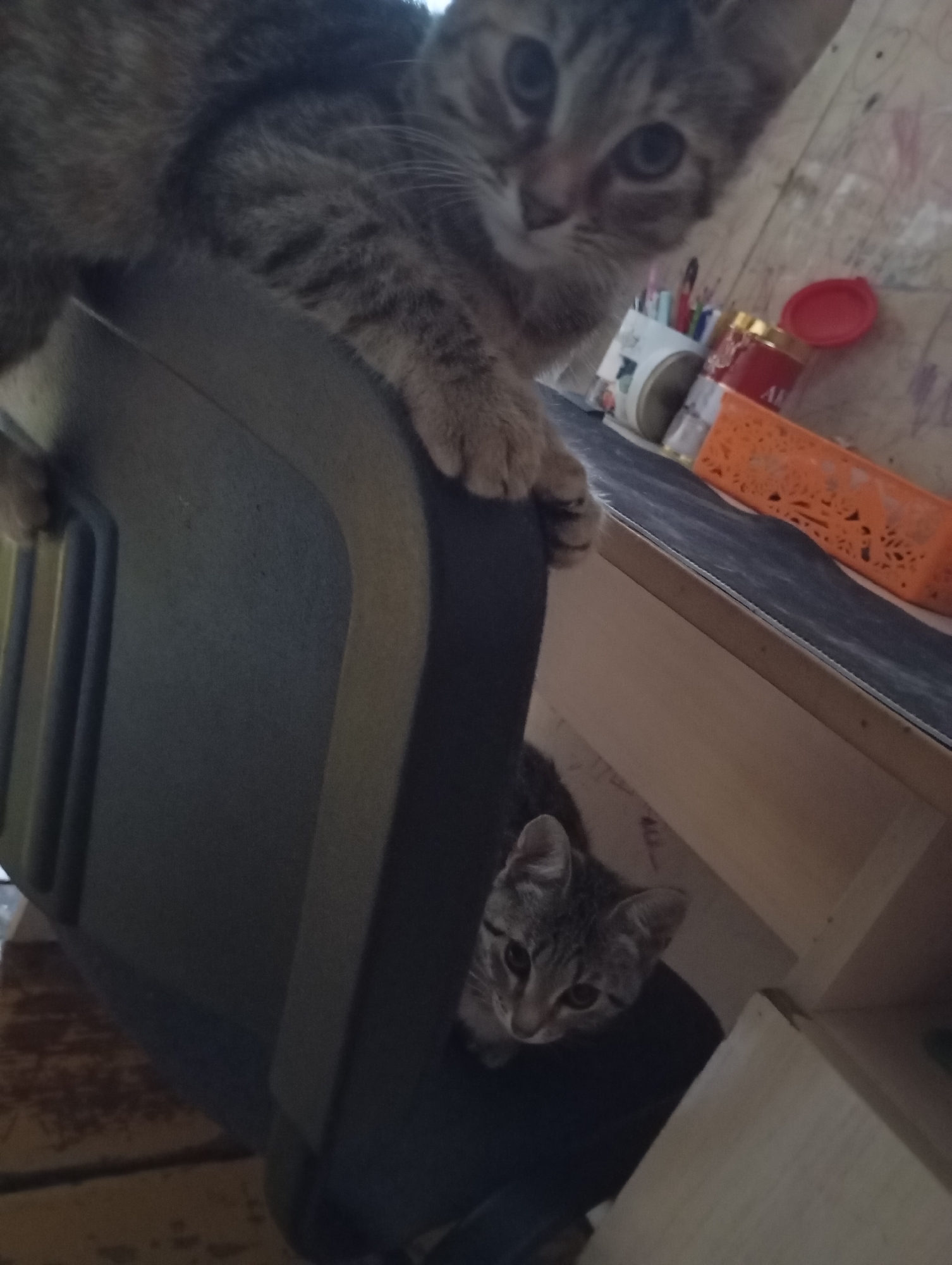 Kittens and a rain-soaked garden at dusk in rural Russia