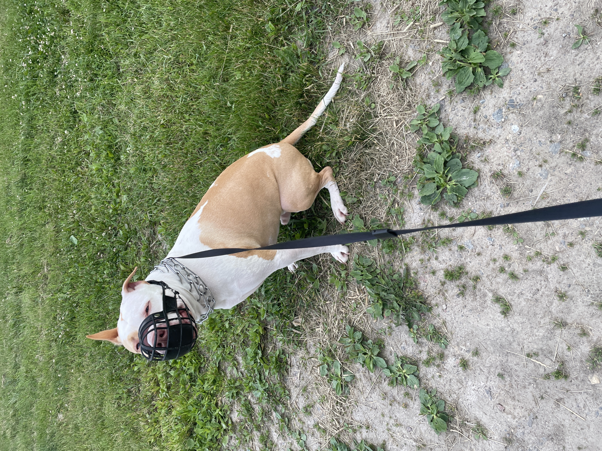 Muzzled pit bull out for a walk near residential buildings