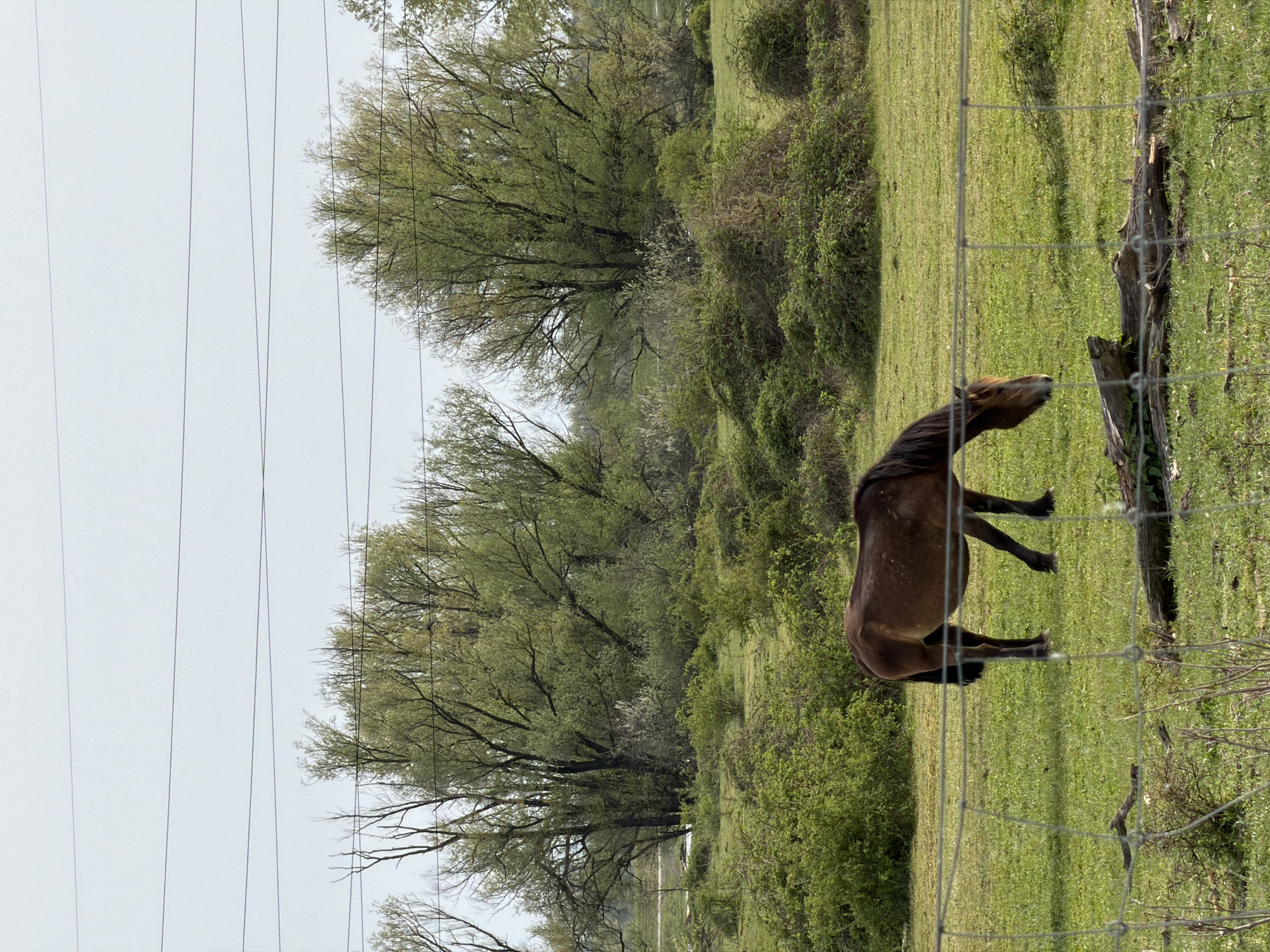 Horses graze in field near Kutina, Croatia
