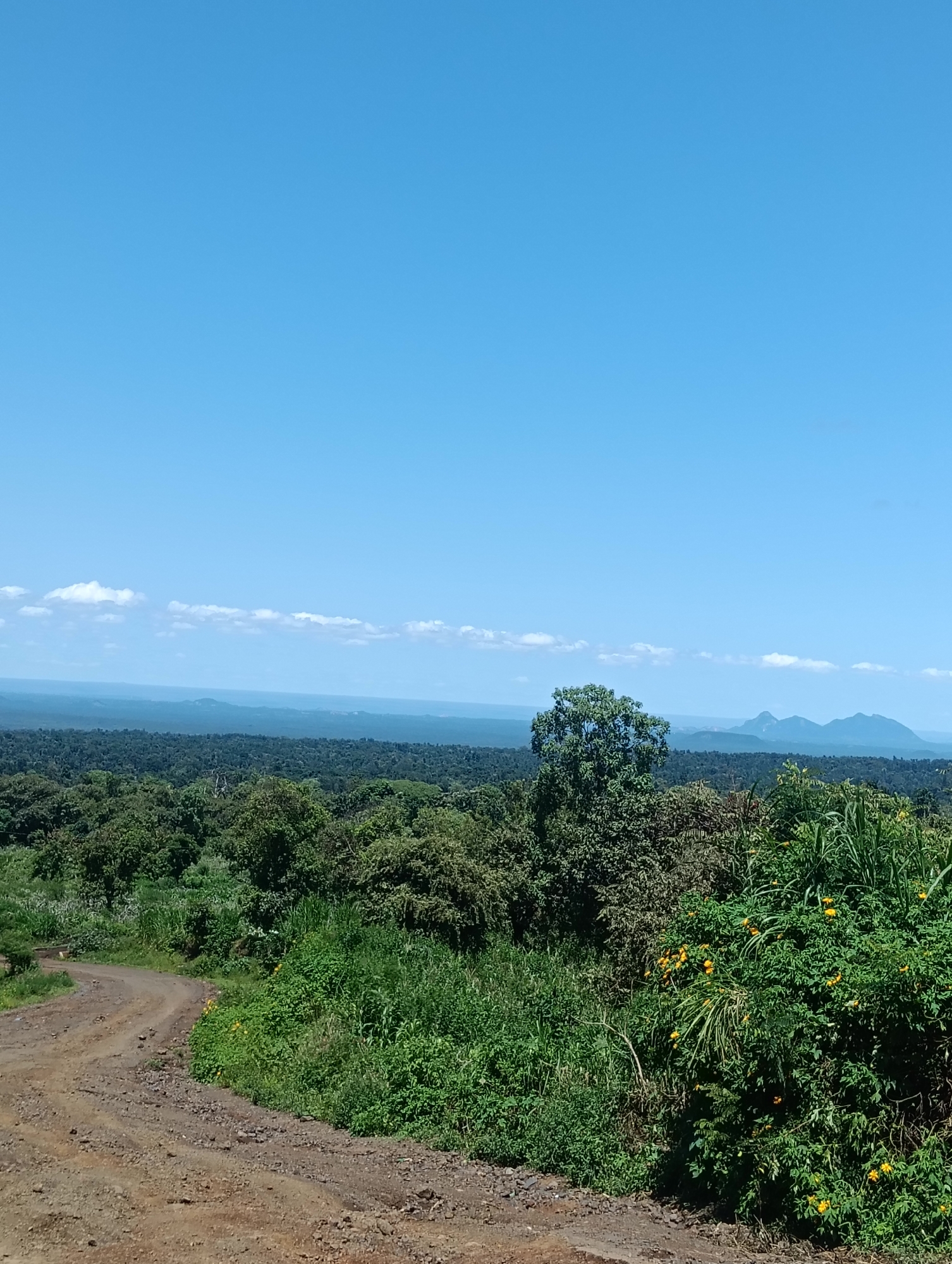 Rural Kenya landscape with flowering bushes documented in Igembe East