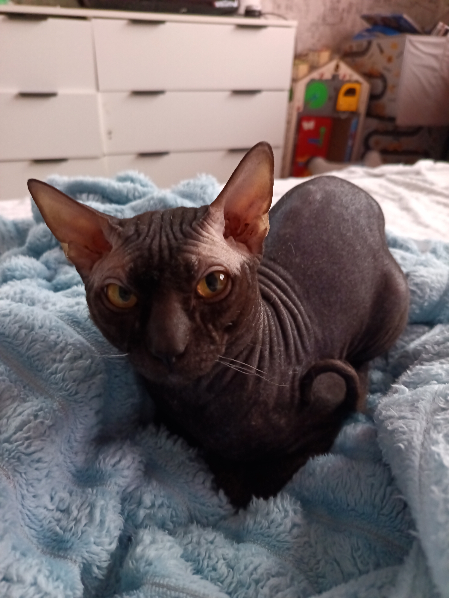 Sphynx cat and baby rest together in Osa home
