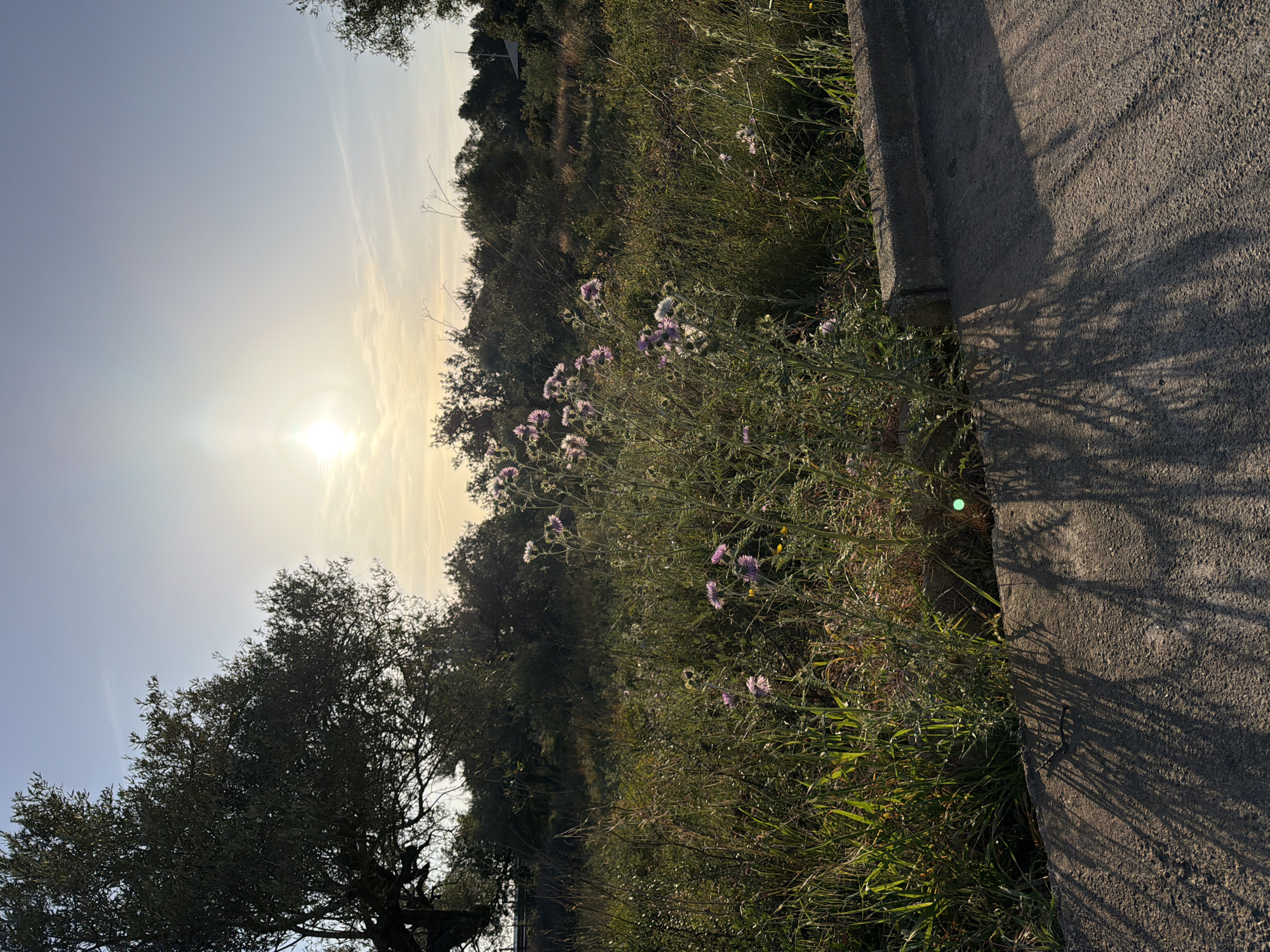 Morning dog walk captured in Spanish countryside fields