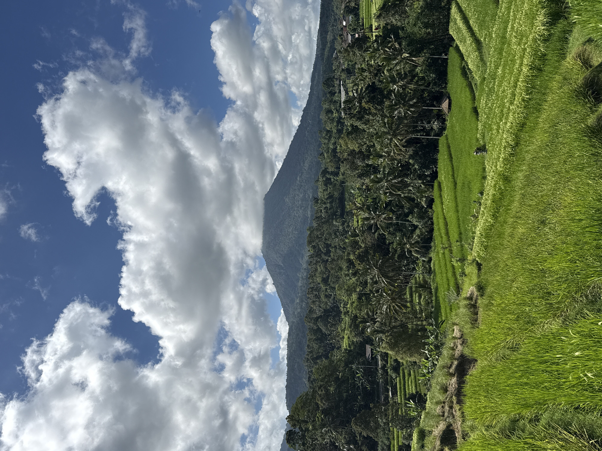 Morning landscape observed in Penebel's rice terrace region