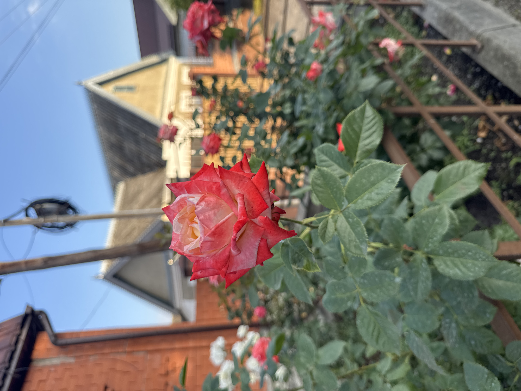 Roses and Mercedes on a quiet residential street