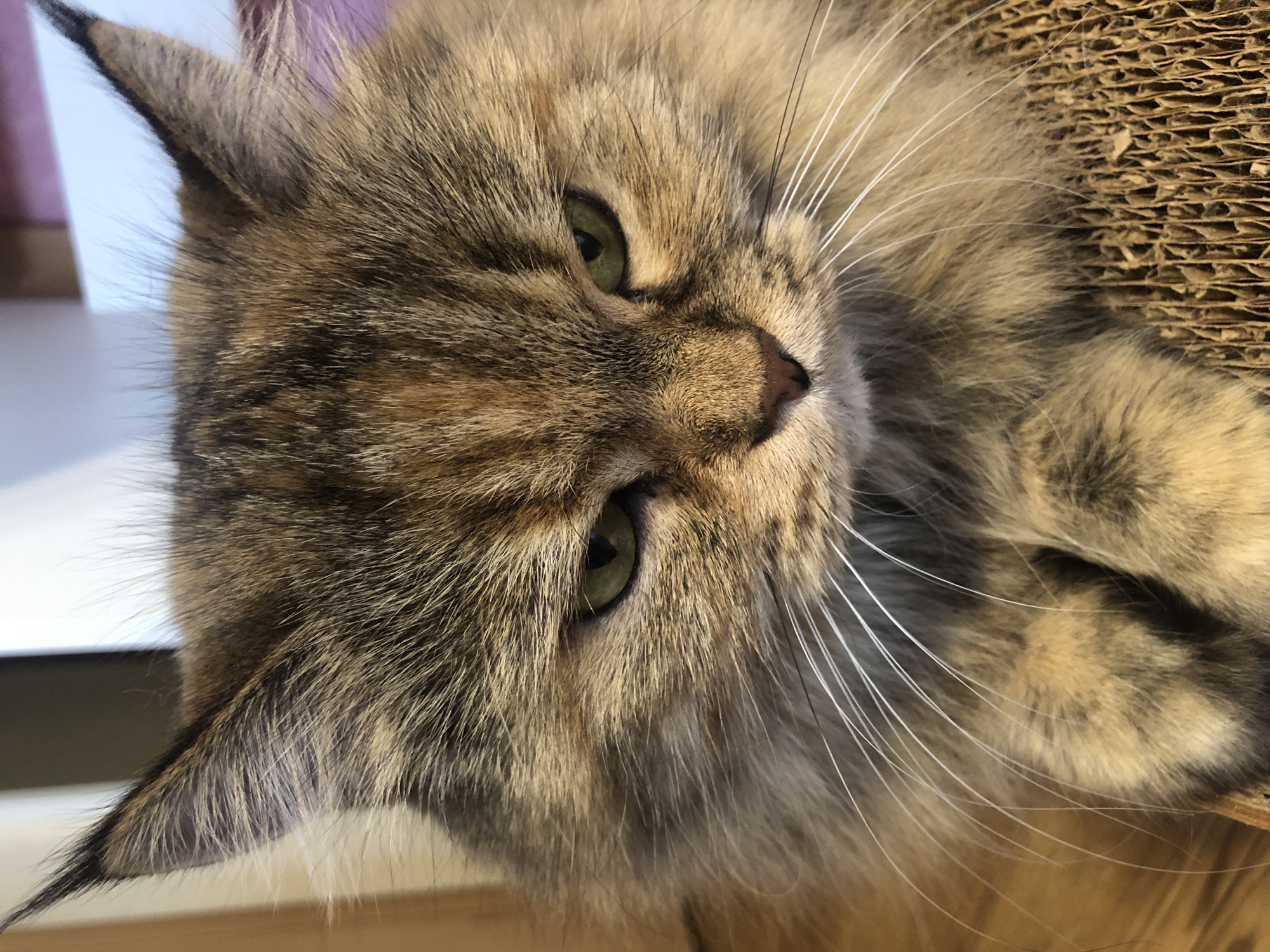 Multiple cats, various breeds, doing classic cat things indoors.
