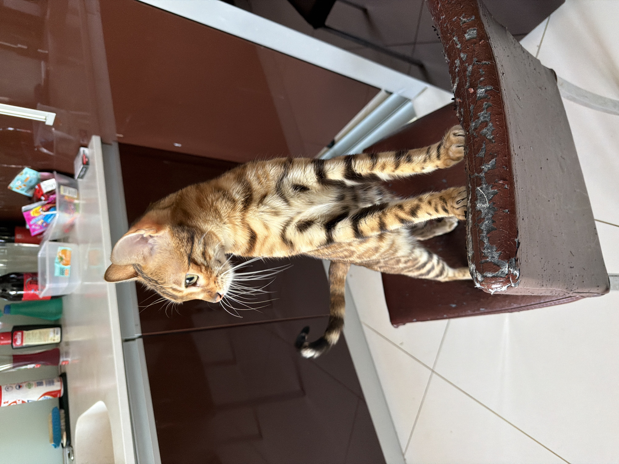 Bengal cat sits in kitchen chair in Saint Petersburg