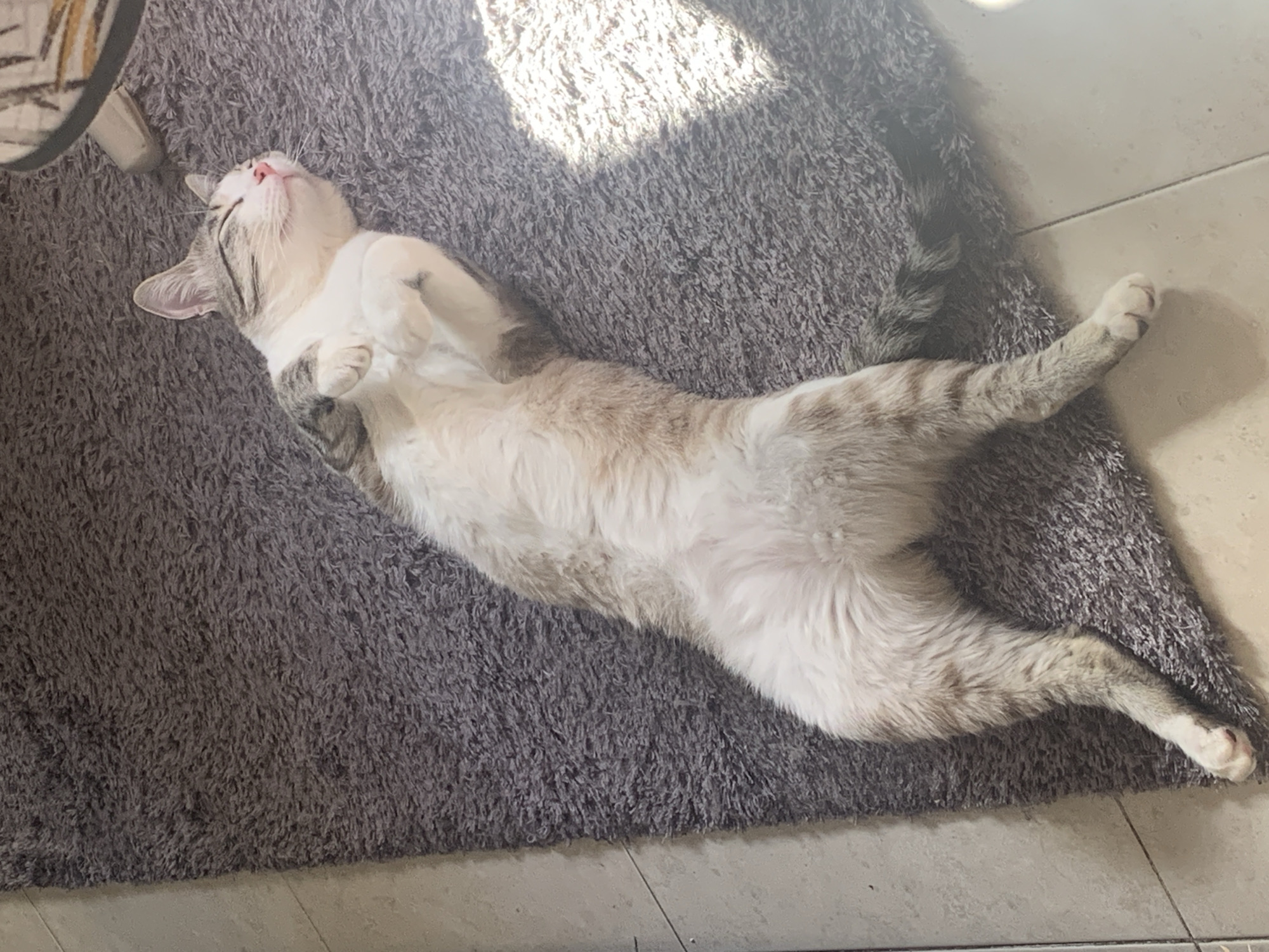 Gray cat lounges belly-up across Odivelas apartment floors