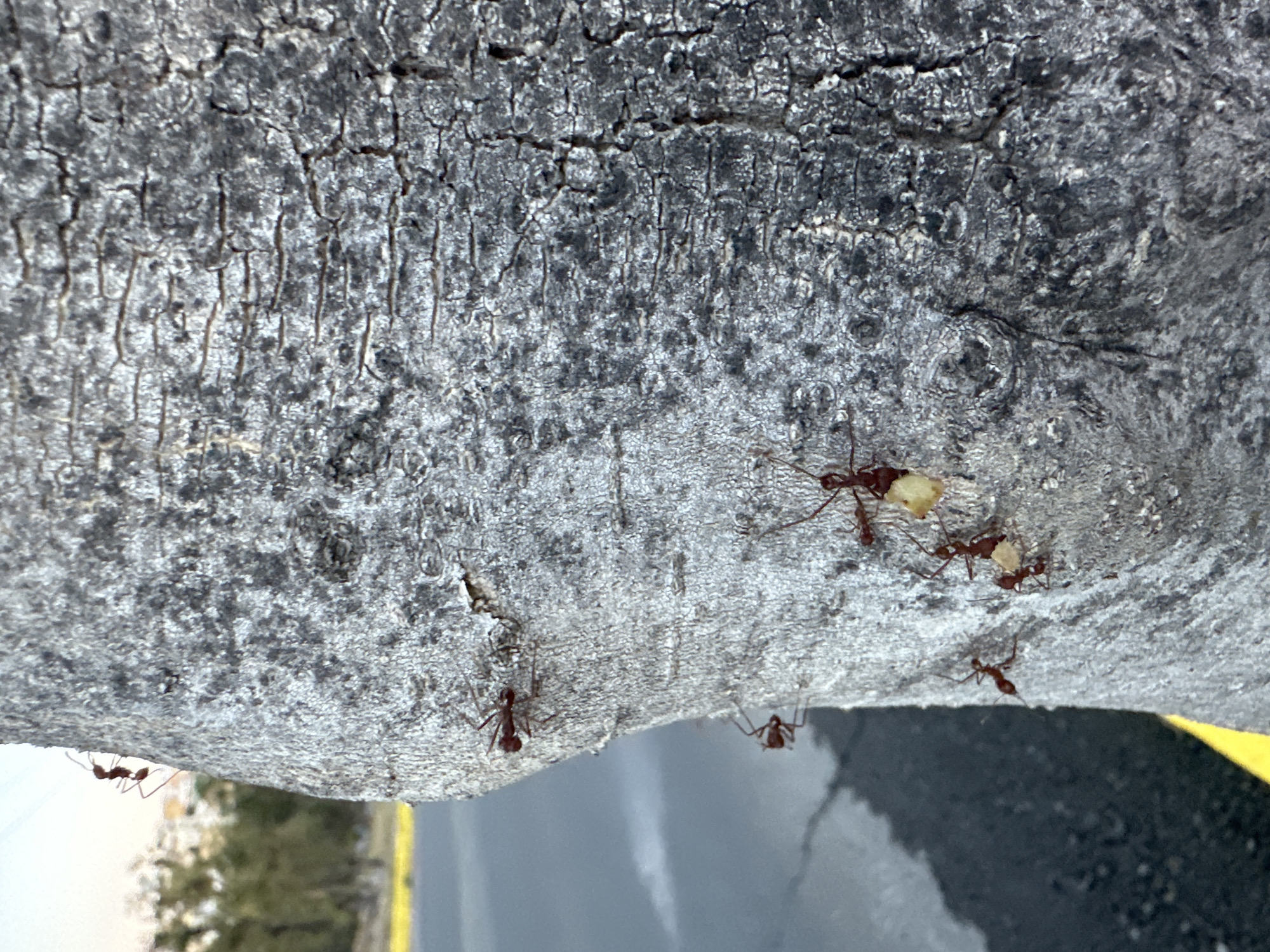 Ants observed foraging on tree bark in Puebla
