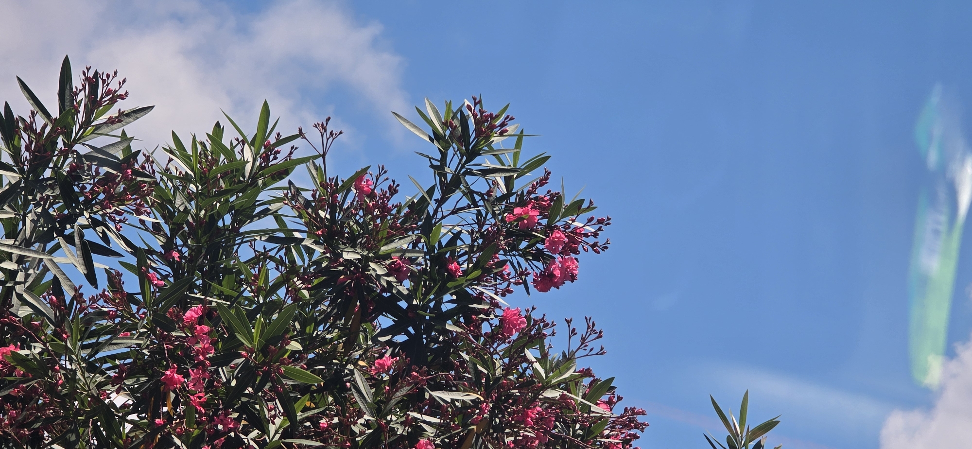 Morning snapshots of Sokhumi greenery, sky, and everyday objects