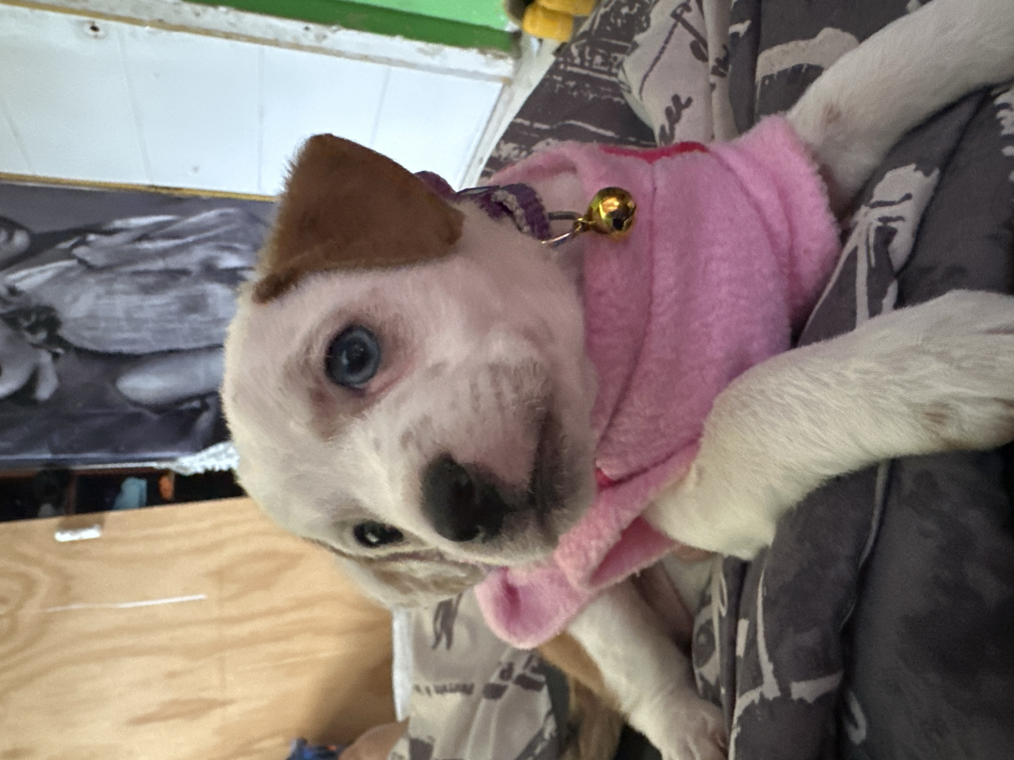 Dressed puppy spotted wearing pink sweater in Arica, Chile