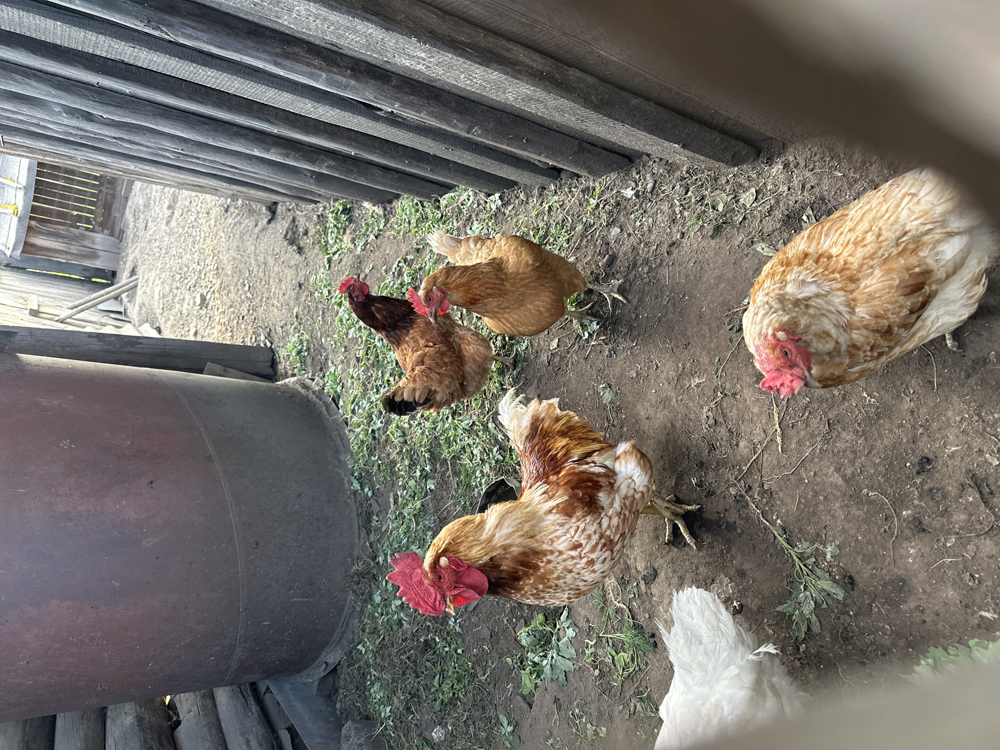 Chickens, a chained dog, and wildflowers at a Russian farmyard