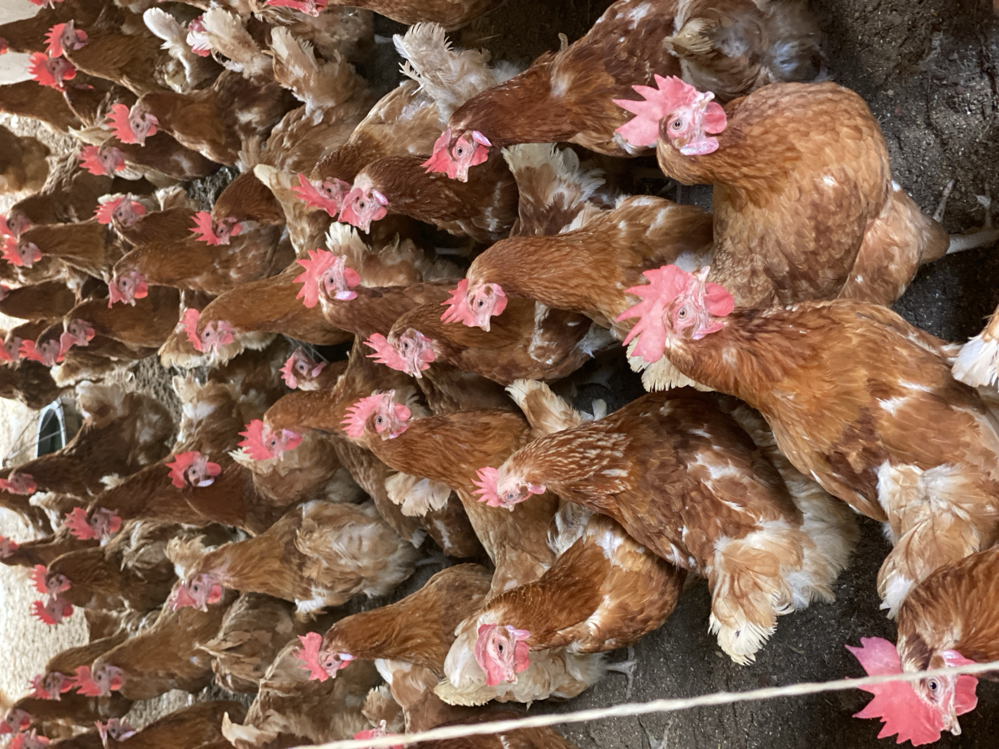 Daily poultry farming operations documented in Maigizo, Nigeria