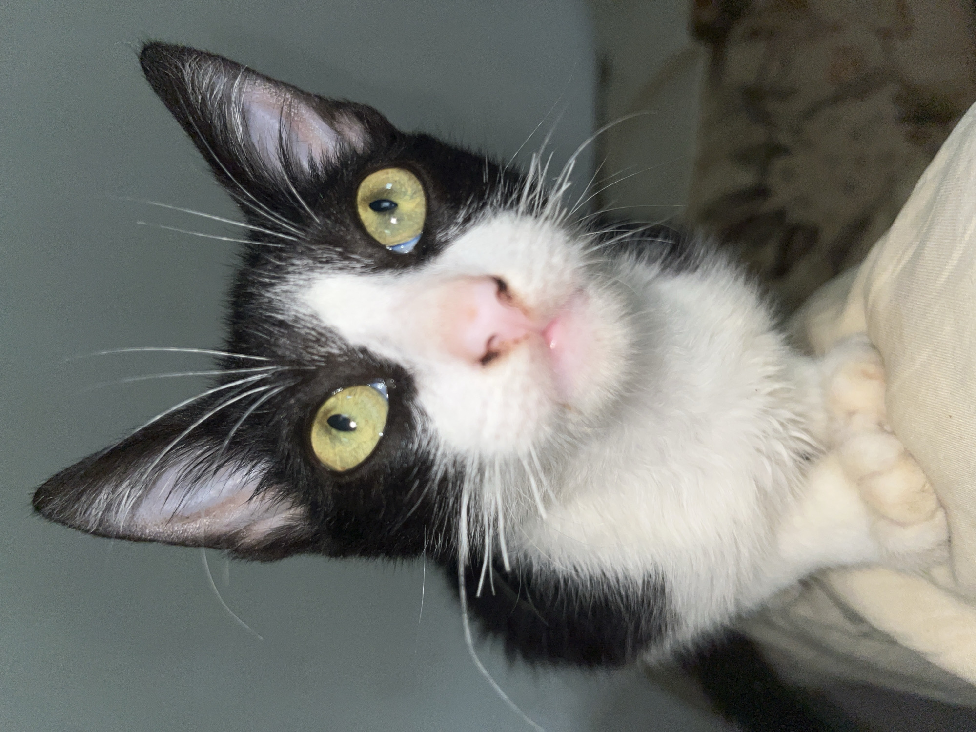 Animals photographed in close-up shots in Tinaquillo, Venezuela